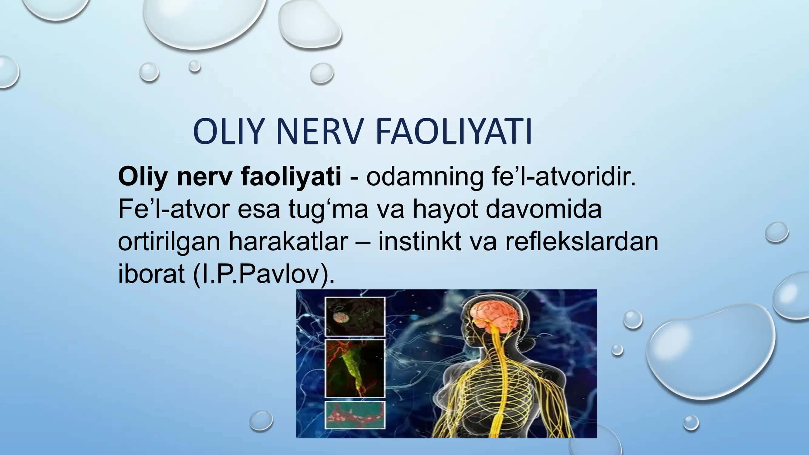 Oliy nerv faoliyati 3