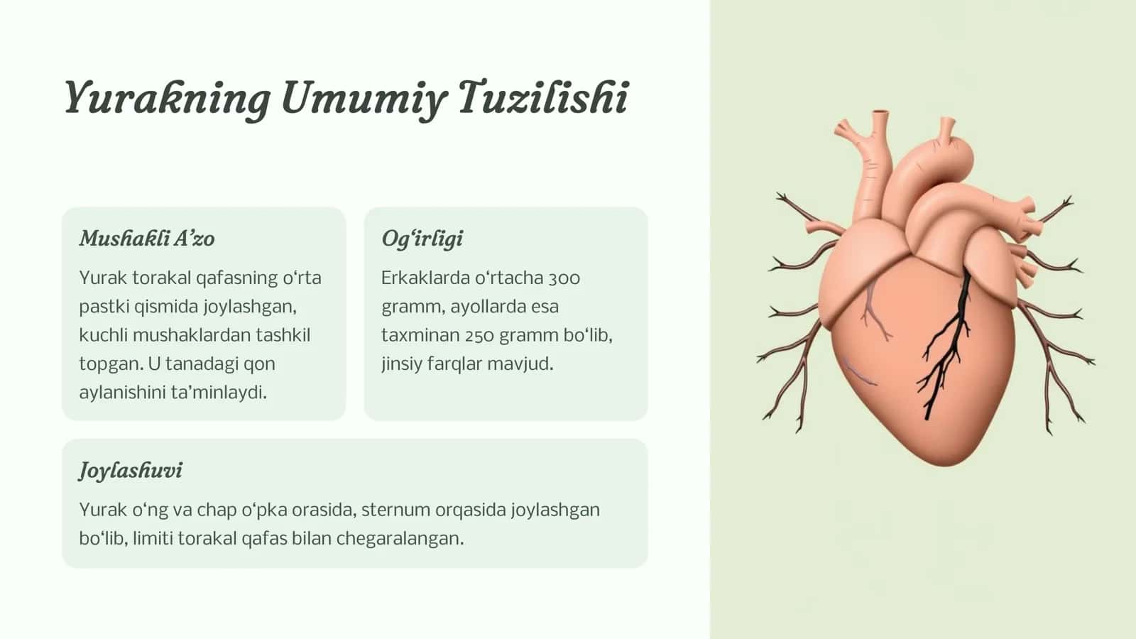 Yurak Anatomiyasi: Umumiy 3