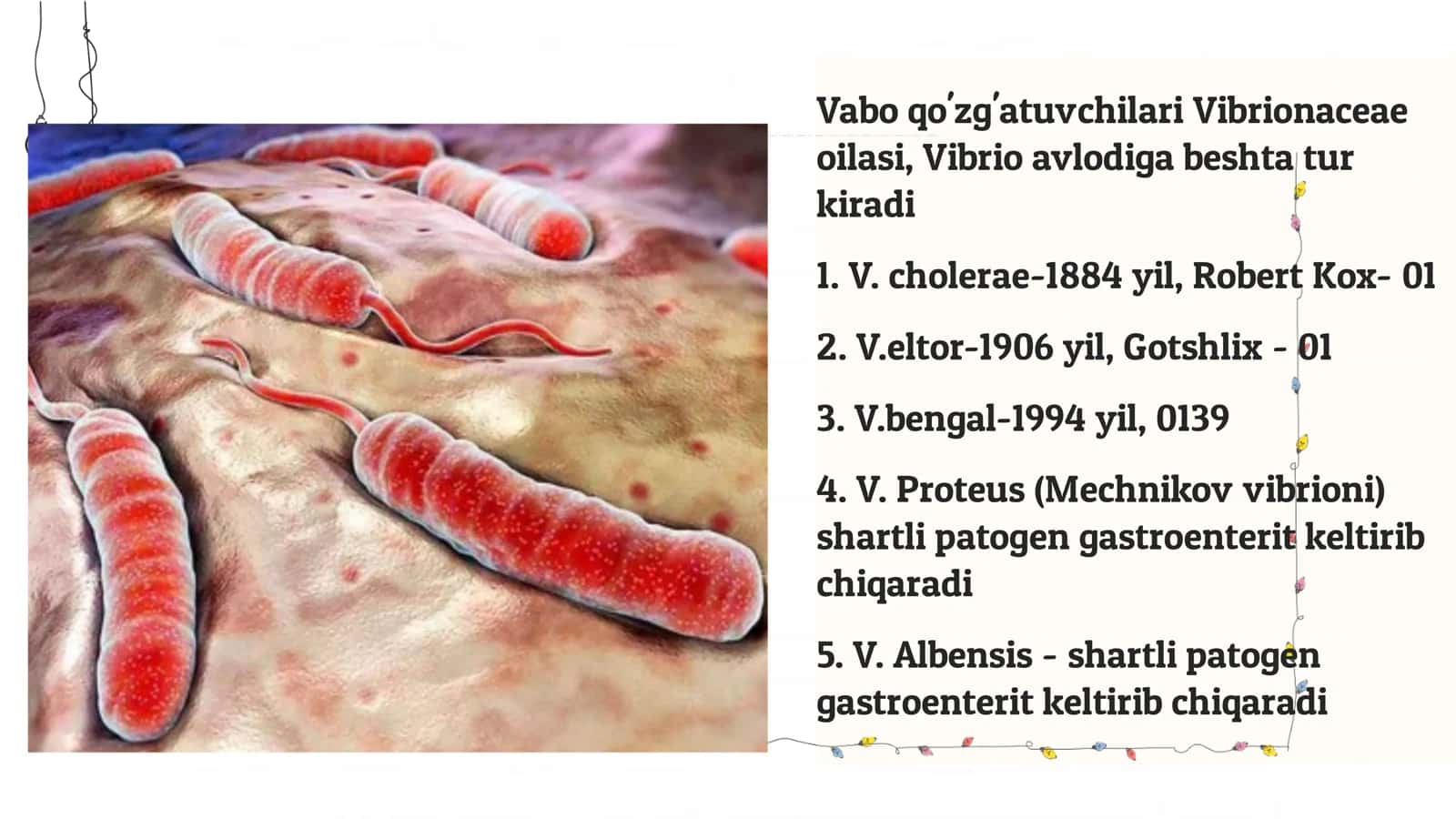 Oʻta xavfli infektsiyalar vabo  qoʻzgʻatuvchilarining labaratoriya diagnostika 3