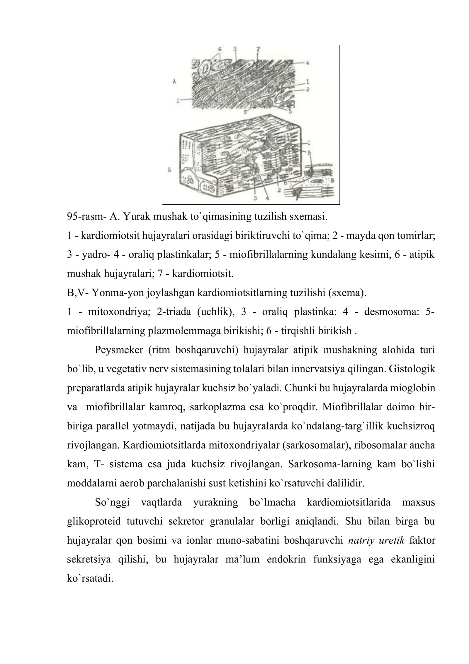 Yurakning kundalang targ’il mushak to’qimasi 3