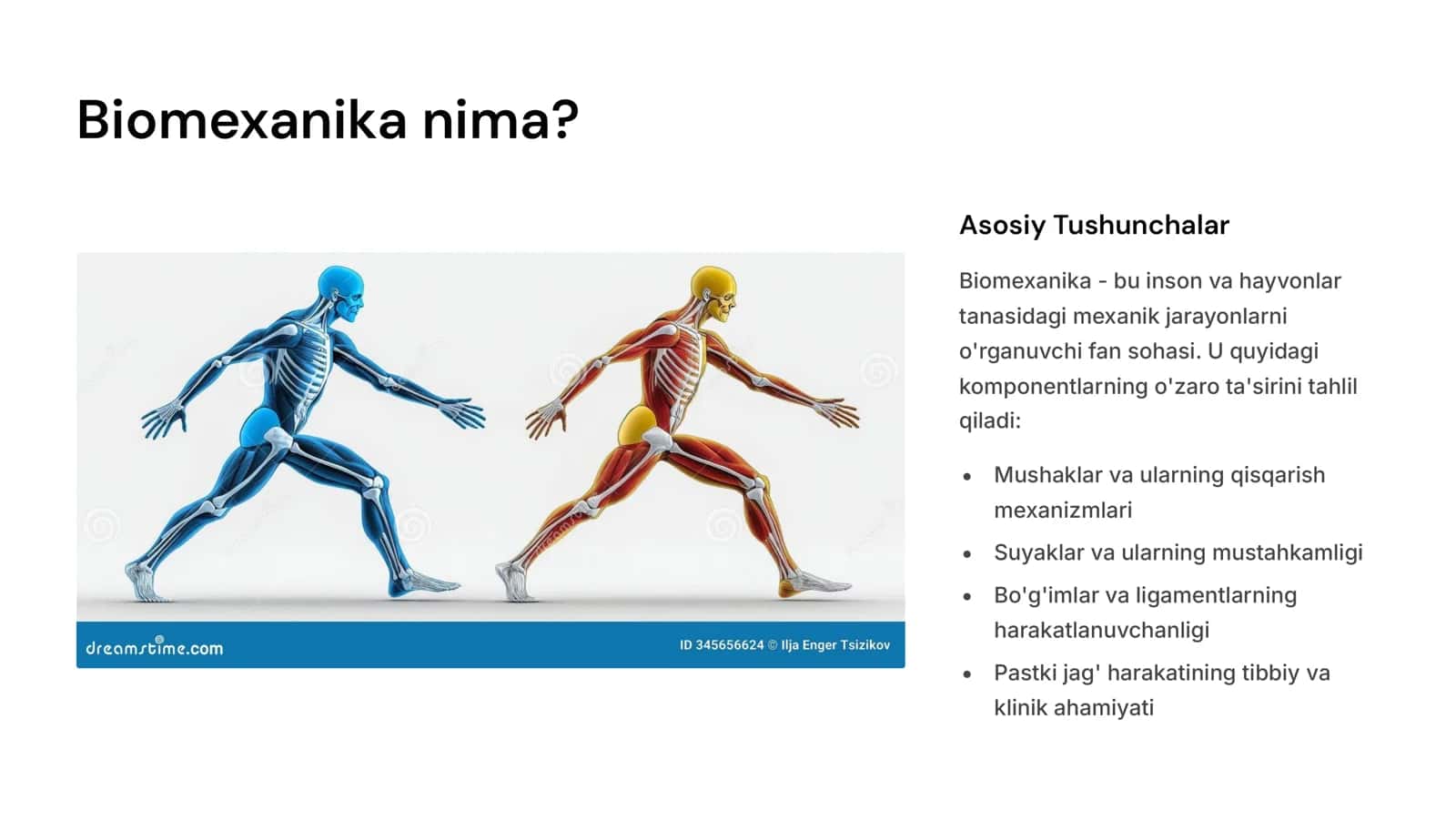 Pastki jag‘ xarakati biomexanikasi.Sagital okklyuzion egrilik(Shpee egriligi).Transverzal okklyuzion egrilik.Transverzal bo‘g‘im yo‘li burchagi(Bennt burchagi) 3