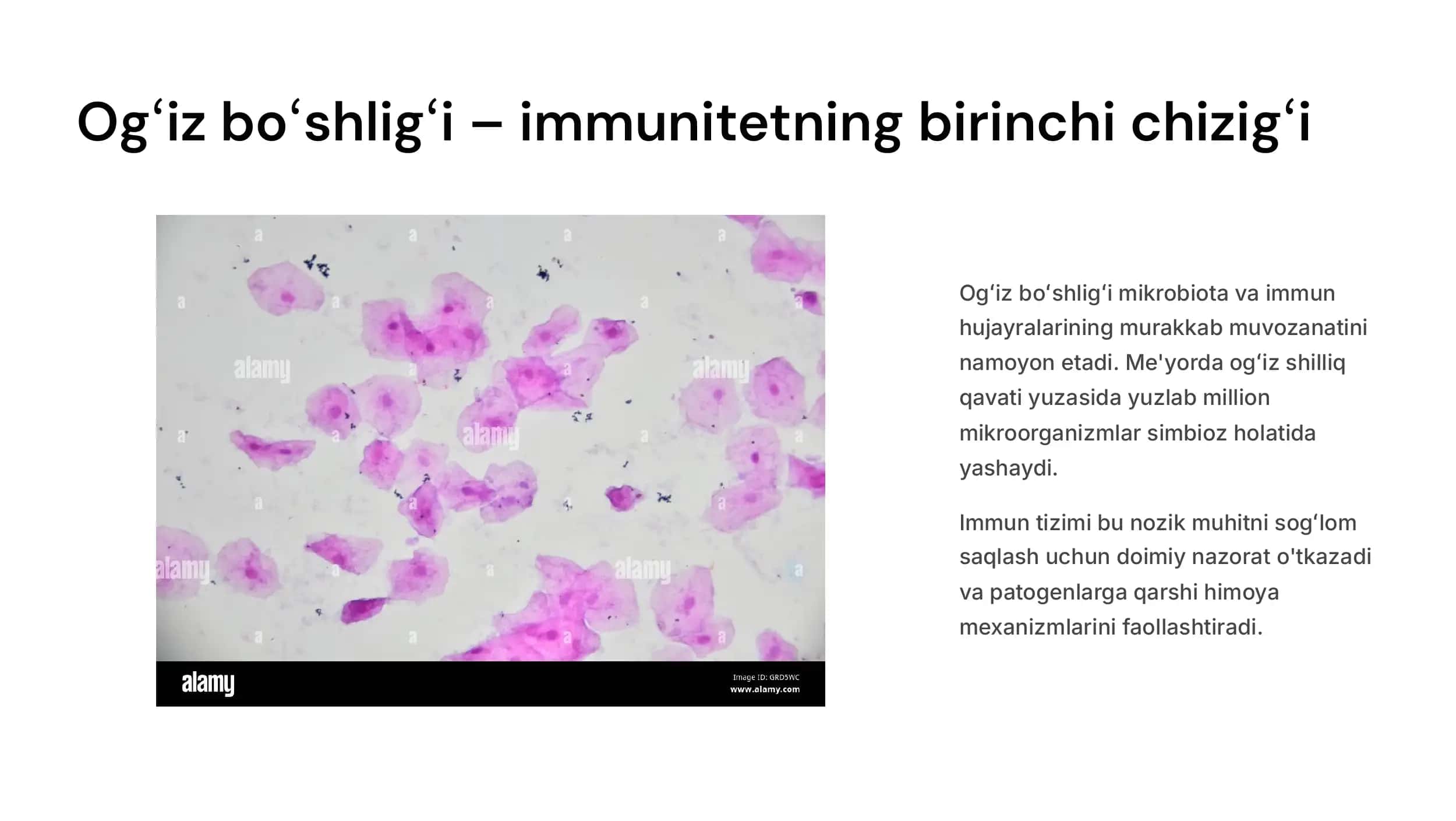 Me'yorda va  patologiyada ogʻiz  boʻshligʻi immun  tizimining ahamiyati.  Ogʻiz boʻshligʻi  mahalliy himoya  omillari va ularni  oʻrganish usullari. 3