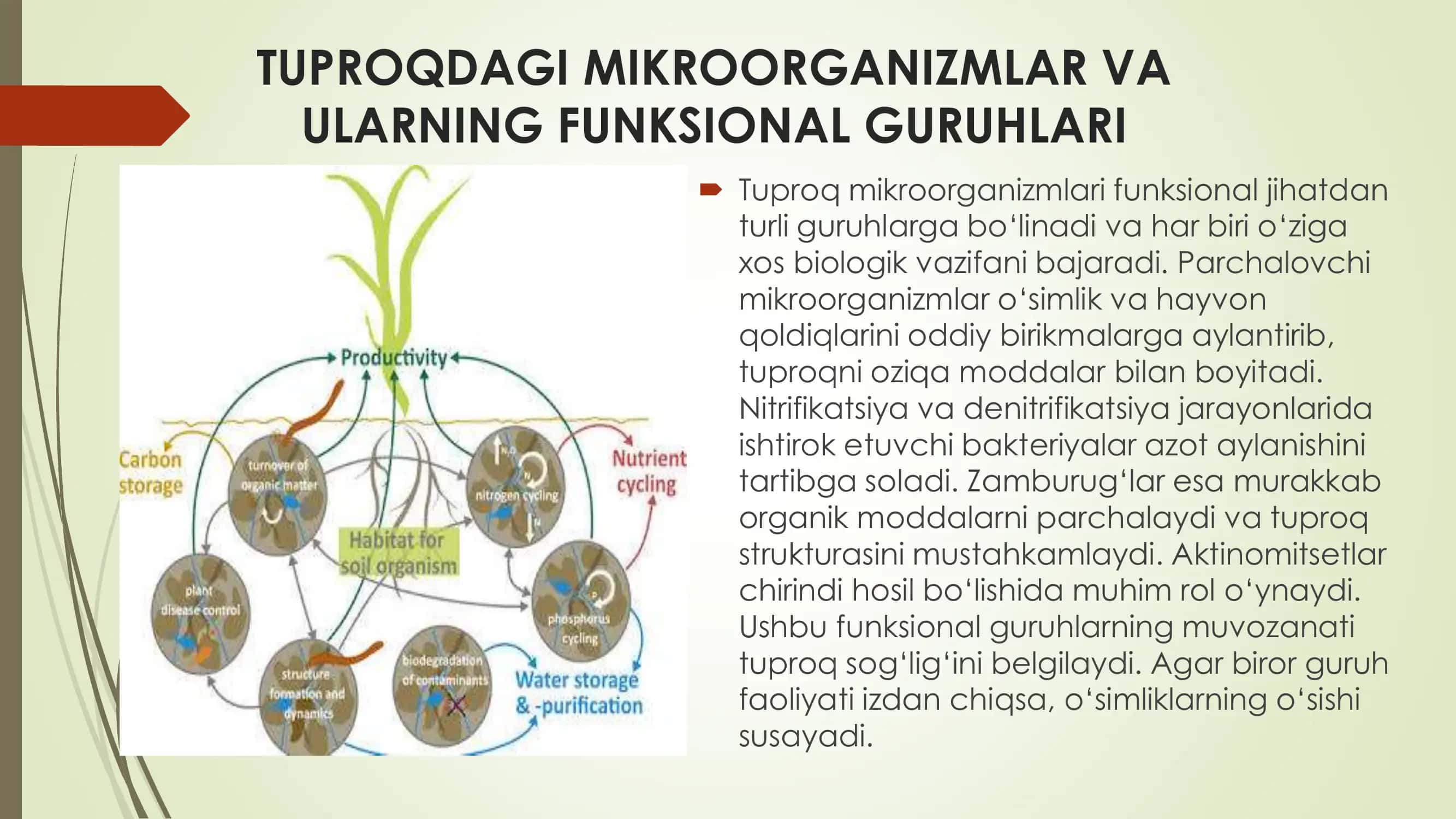 Mikroorganizmlarning qishloq xo'jaligida, o'simliklarni himoya qilishda qo'llanilishi 3
