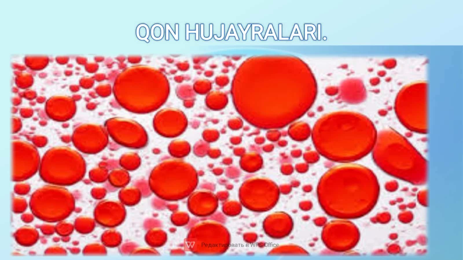 Qon va siyrak tolali biriktiruvchi toʻqima 3
