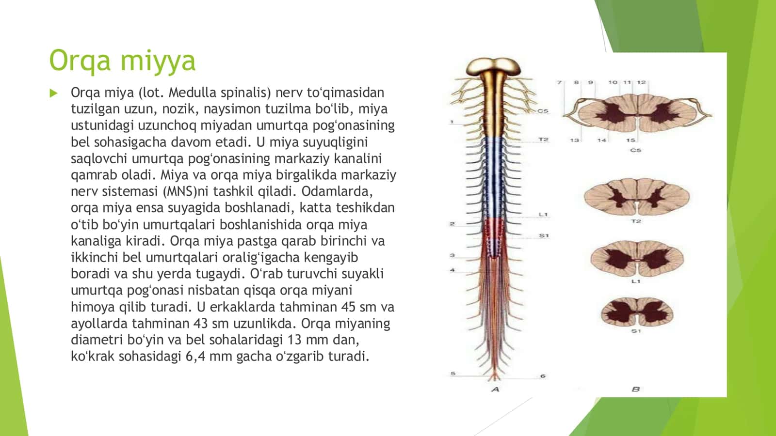 Orqa miyyaning harakatlantiruvchi neyronlarining turlari, Ularning morfofunksional xususiyatlari 3