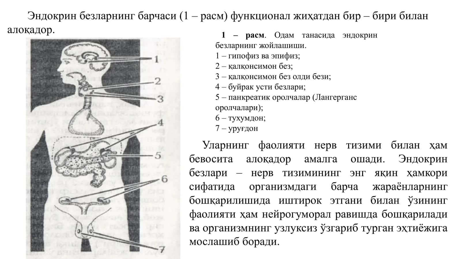 Ички секреция безлари 3
