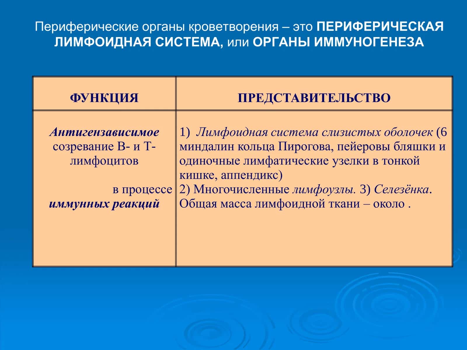 Органы кроветворения и иммунологической защиты 3