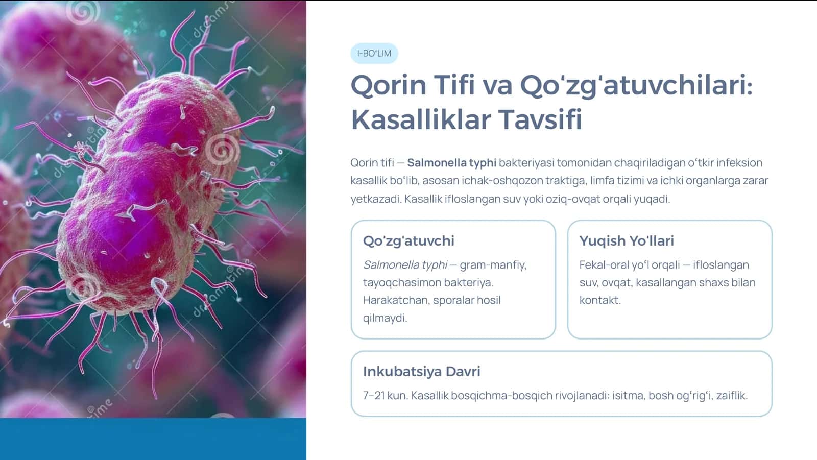 Qorin Tifi va Qo»zg»atuvchilari: Kasalliklar Tavsifi 3