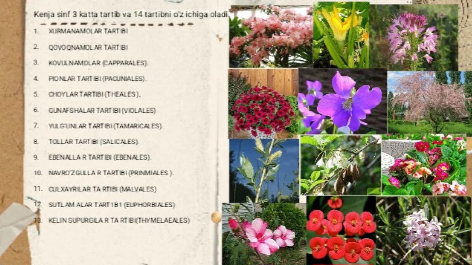 Qovoqdoshlar oilasi "Cucurbitaceae " ning tarqalishi 3