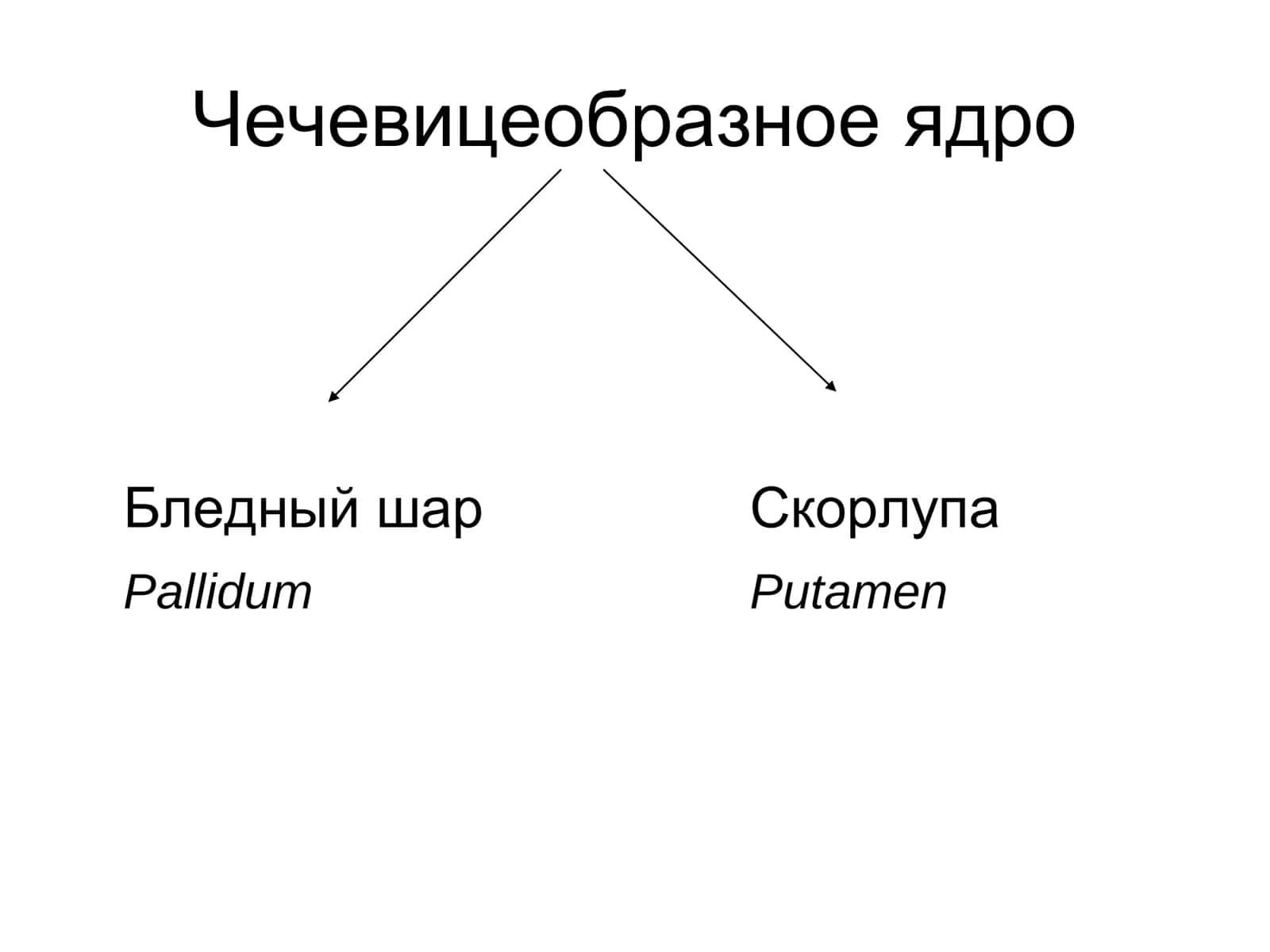 Экстрапирамидная система,Части стриопаллидарной системы 3