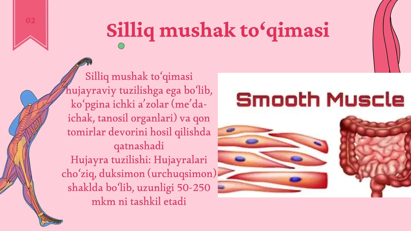 Mushak to'qimasi 3