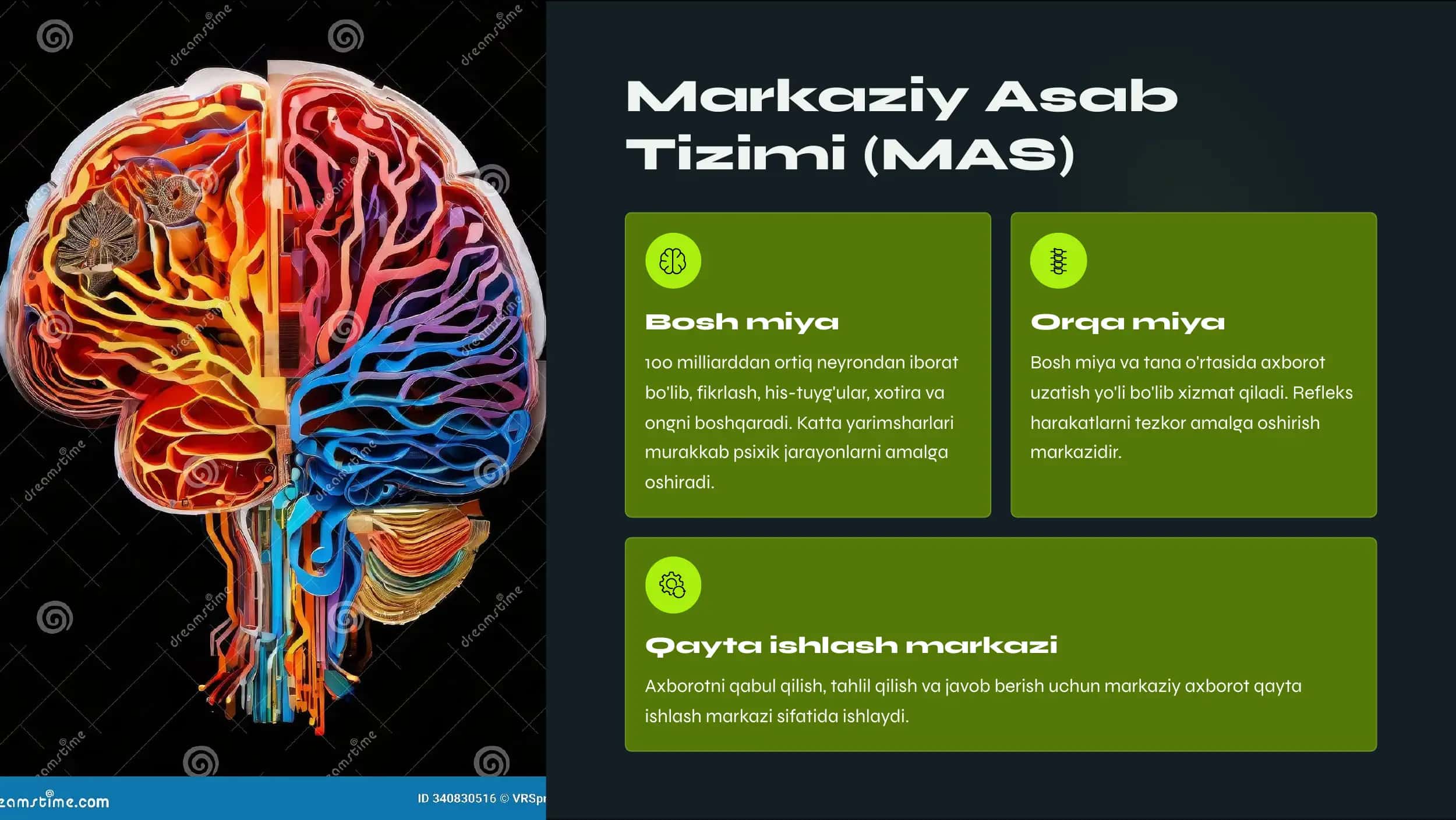 Asab tizimi xossalari 3