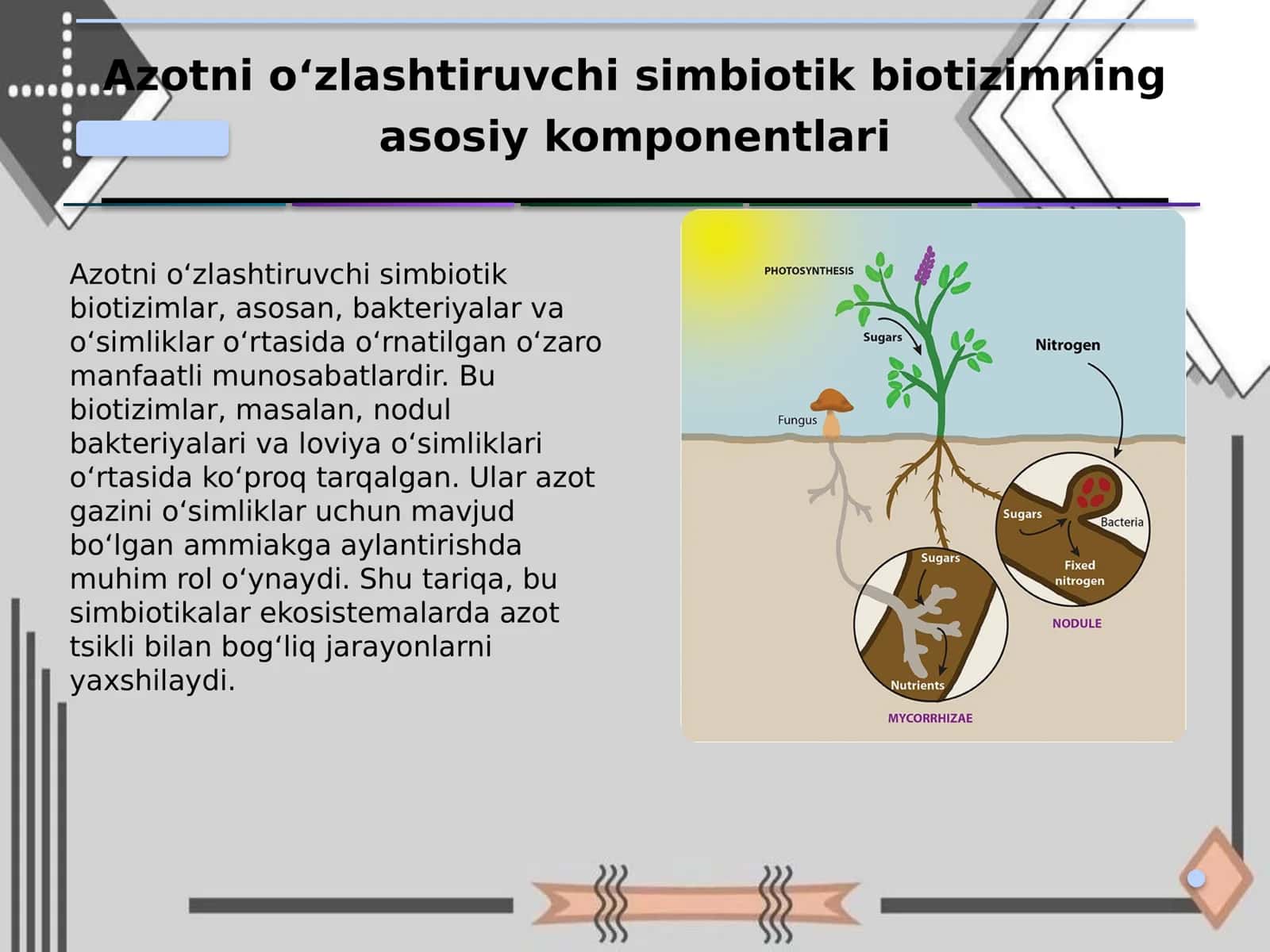 Azotni oʻzlashtirivchi simbiotik biotizimning 3