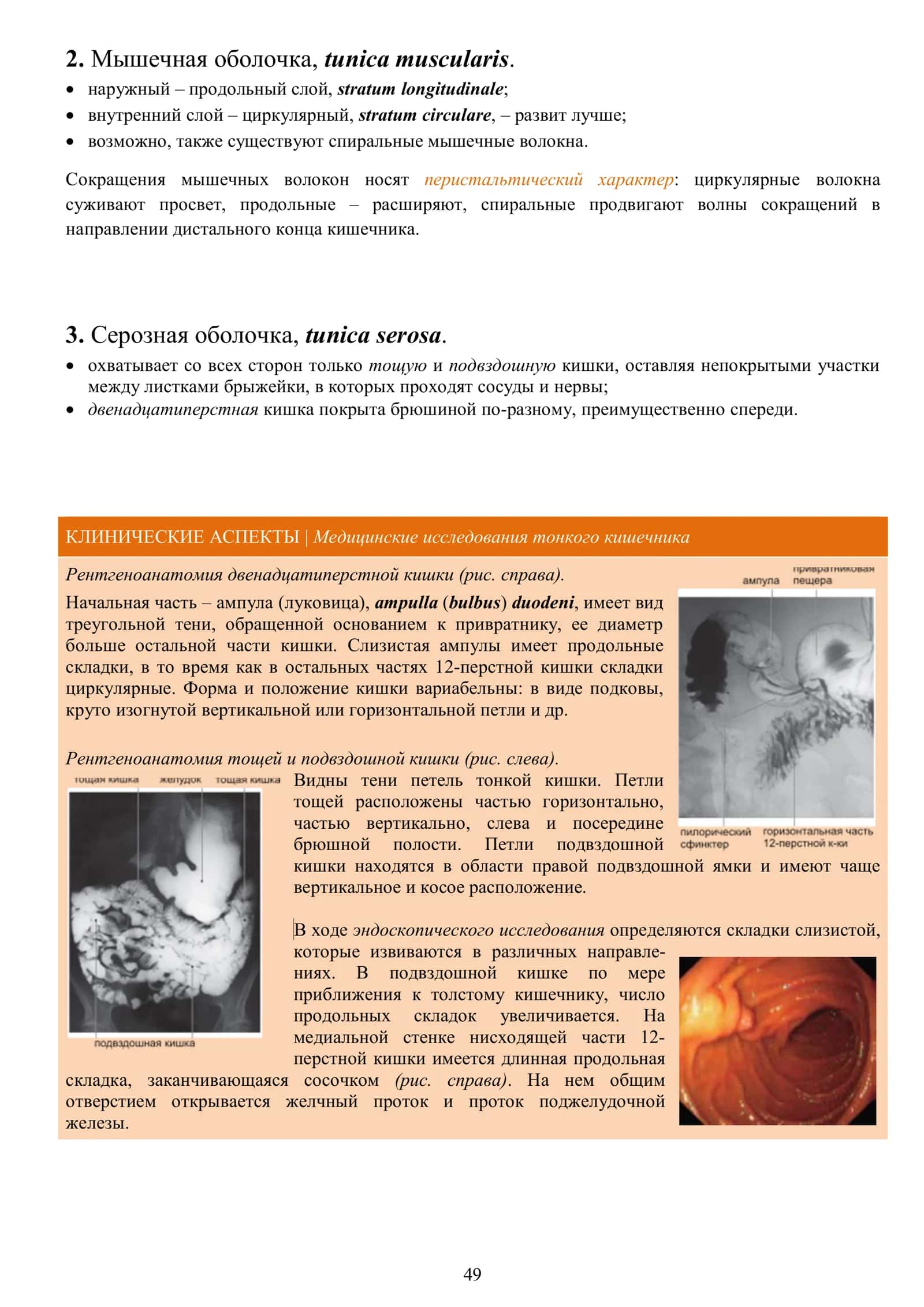 Тонкая кишка: топография, общий план строения, отделы, функции, рентгеноанатомия 3