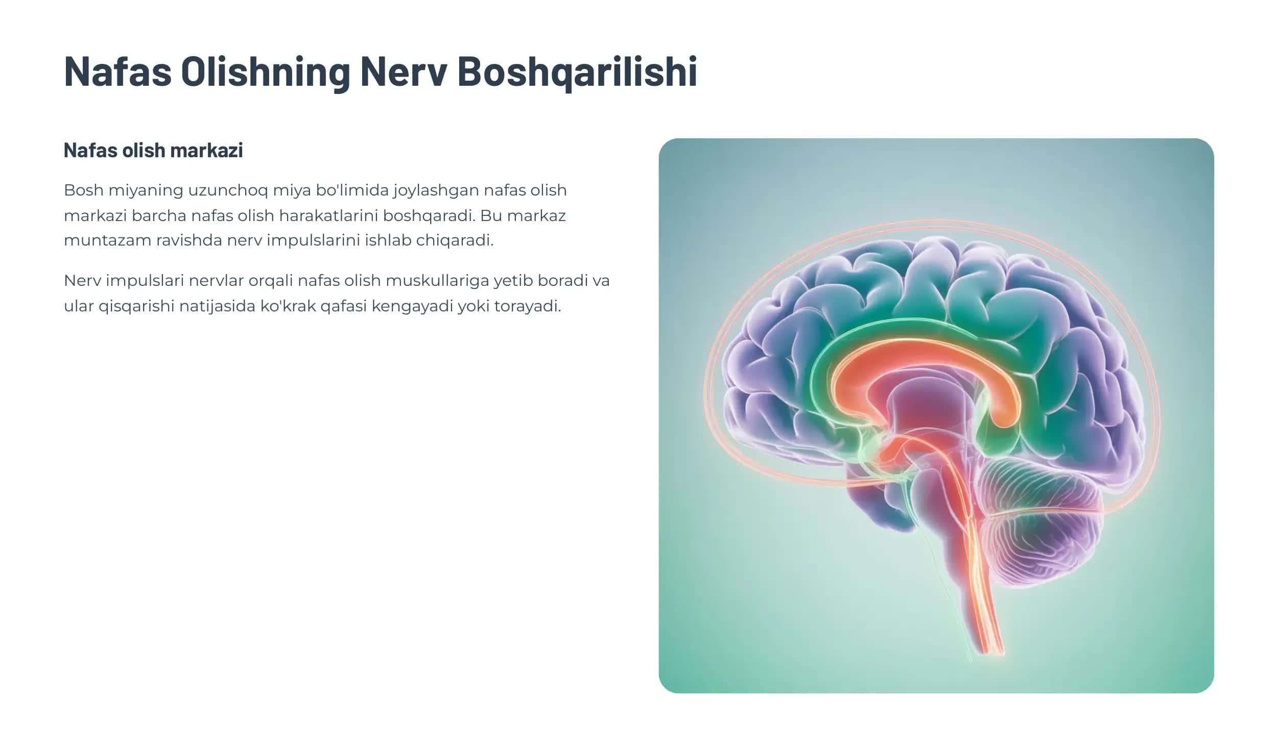 Nafas Olishning Boshqarilishi va Nafas Yo'llari Kasalliklari 3