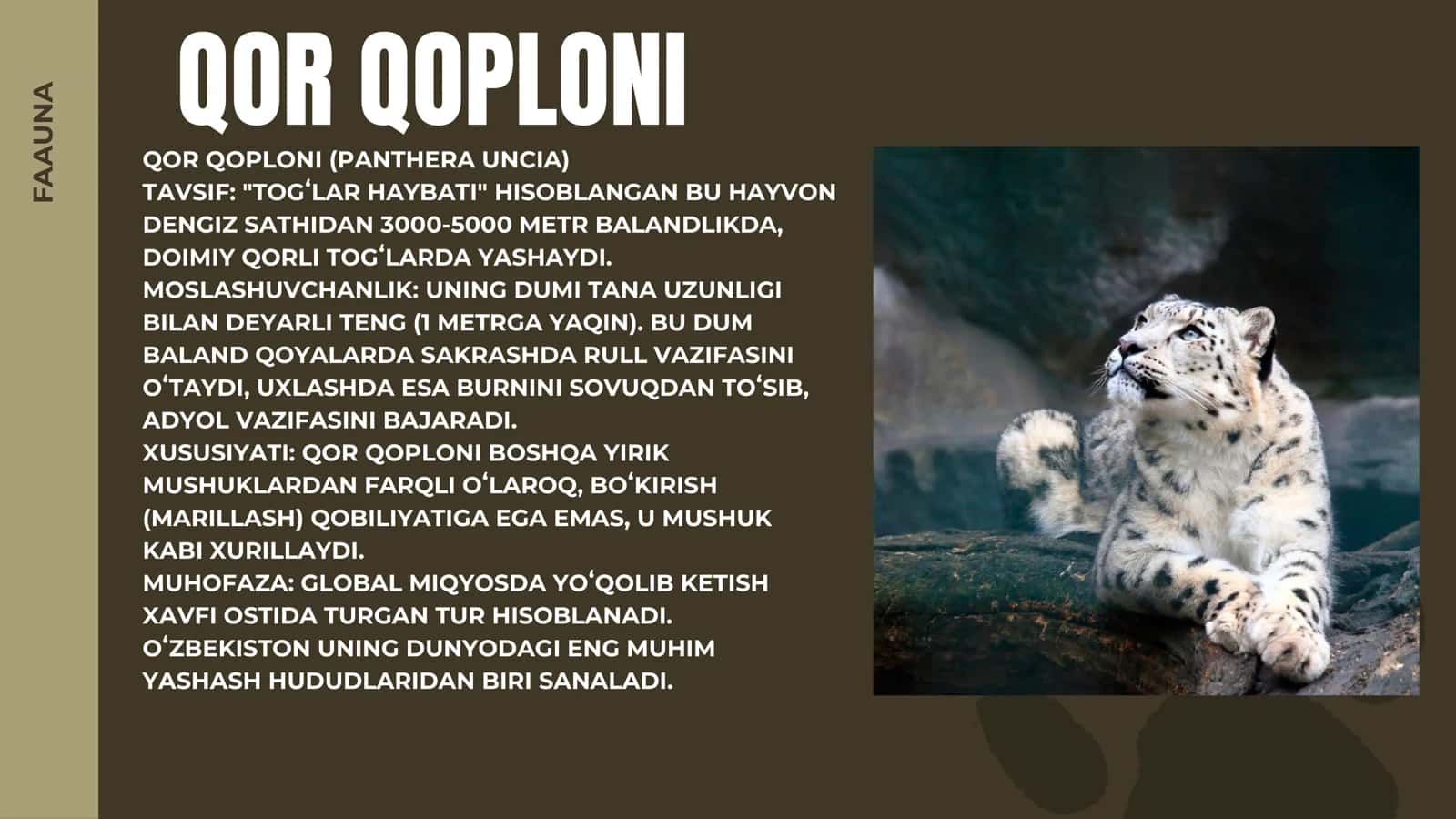 O'ZBEKISTON QIZIL KITOBIGA KIRITILGAN HAYVONLAR VA O'SIMLIKLAR HAQIDA ALBOM 3