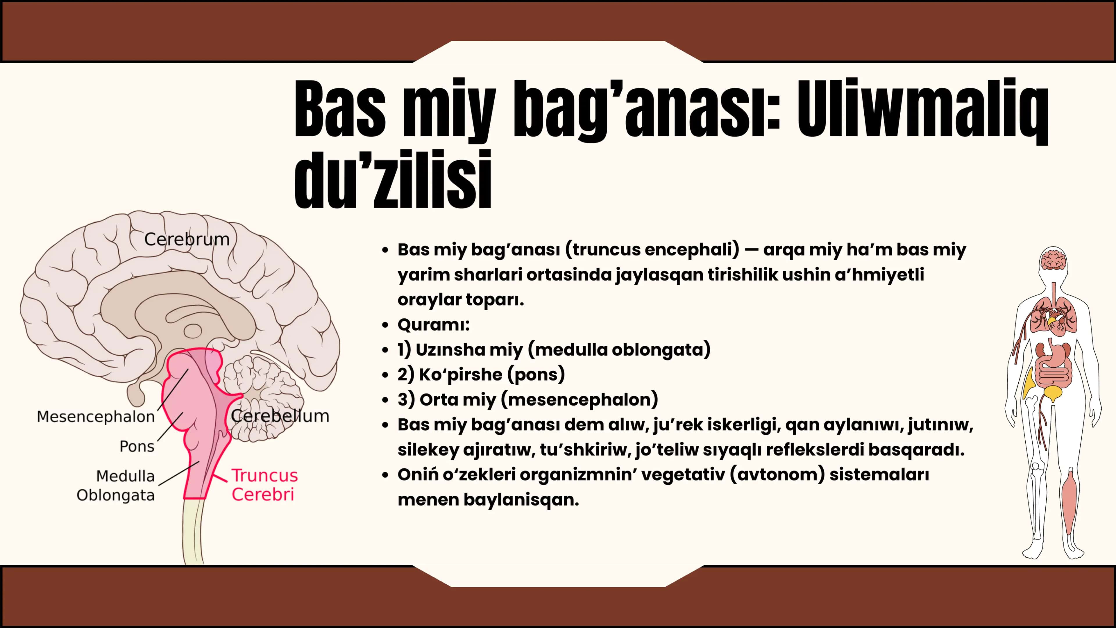 MIY BAG’ANASI O’ZEKLERI HA’M OLARDIN’ KLINIKADAG’I A’HMIYETI 3