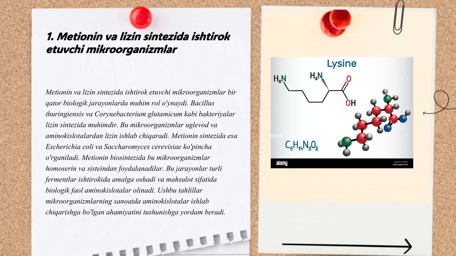 Metionin va lizin sintez qiluvchi mikroorganizmlar 3