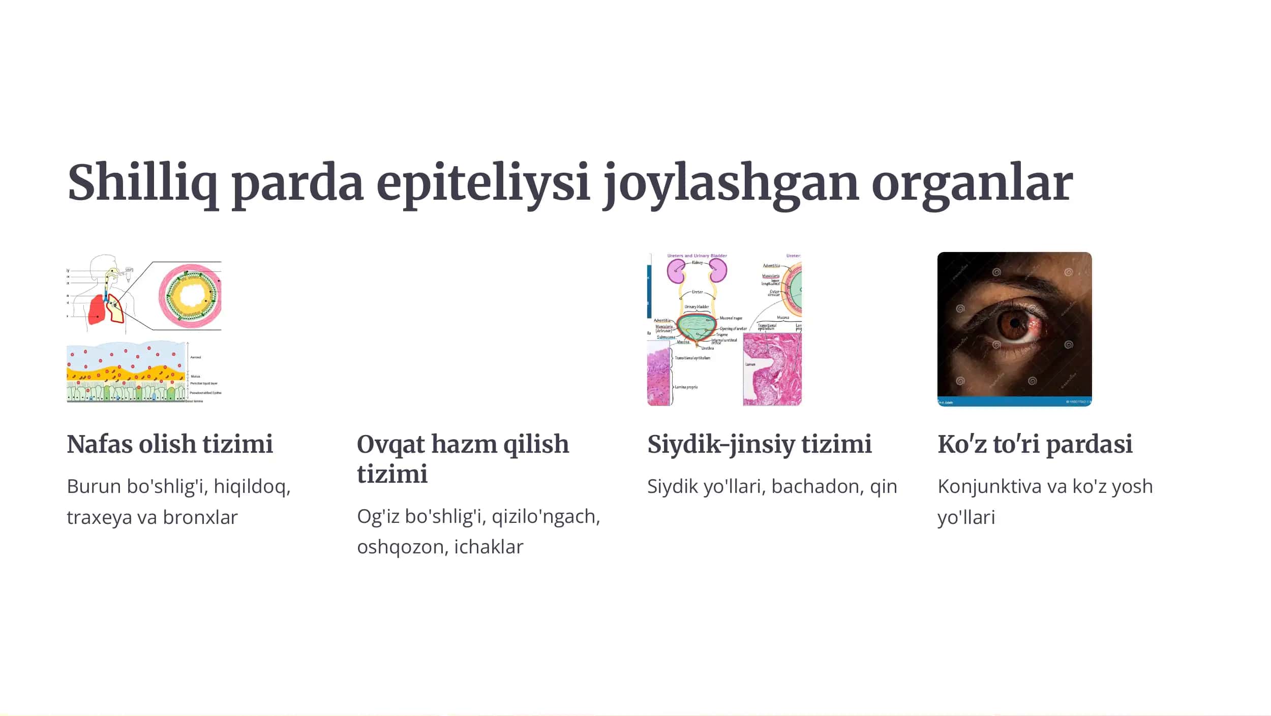 Shilliq parda epit5liysi - bu ichki organlar sirtini qoplovchi maxsus to'qima turi 3