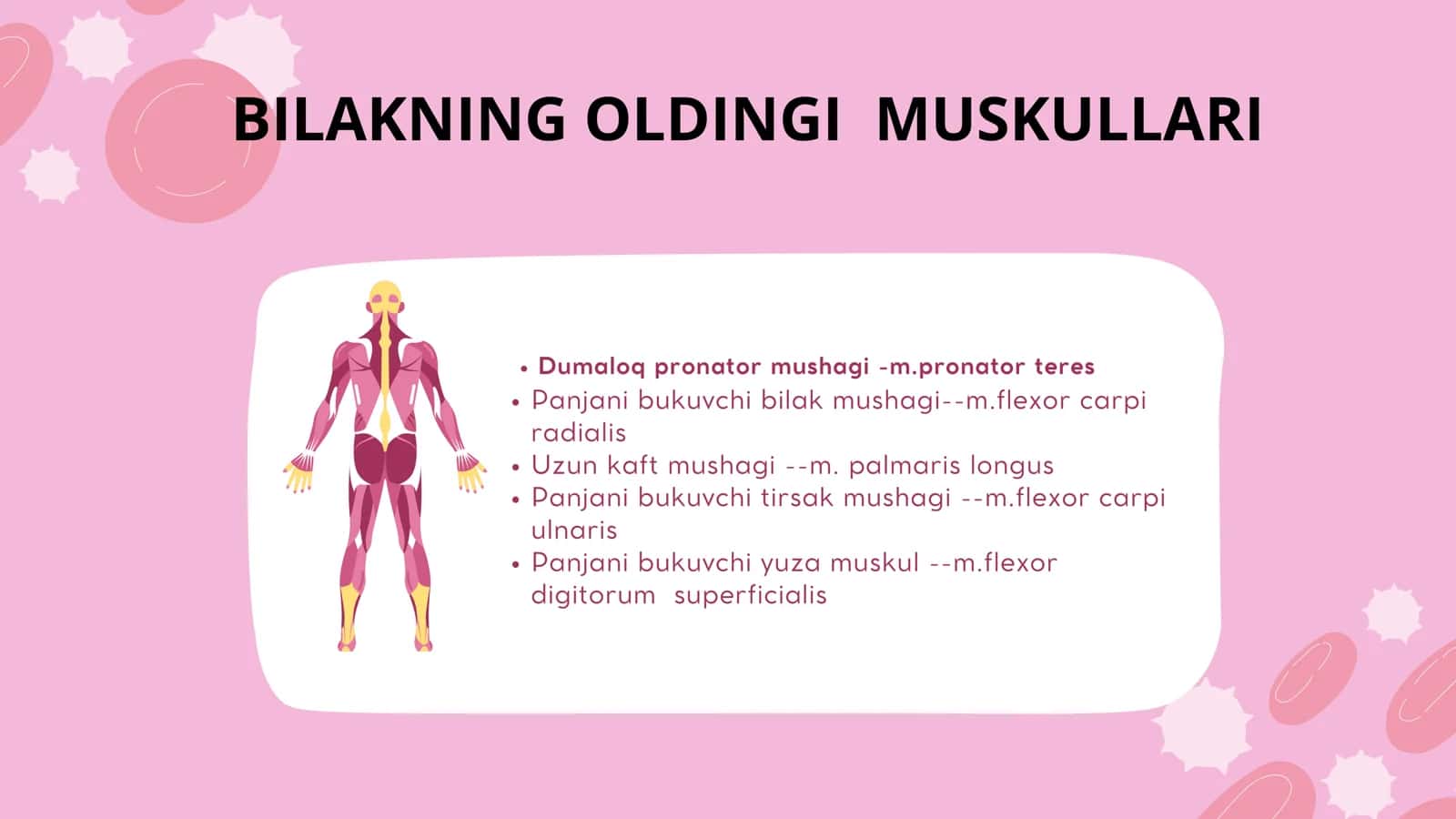 bilak mushaklari 3