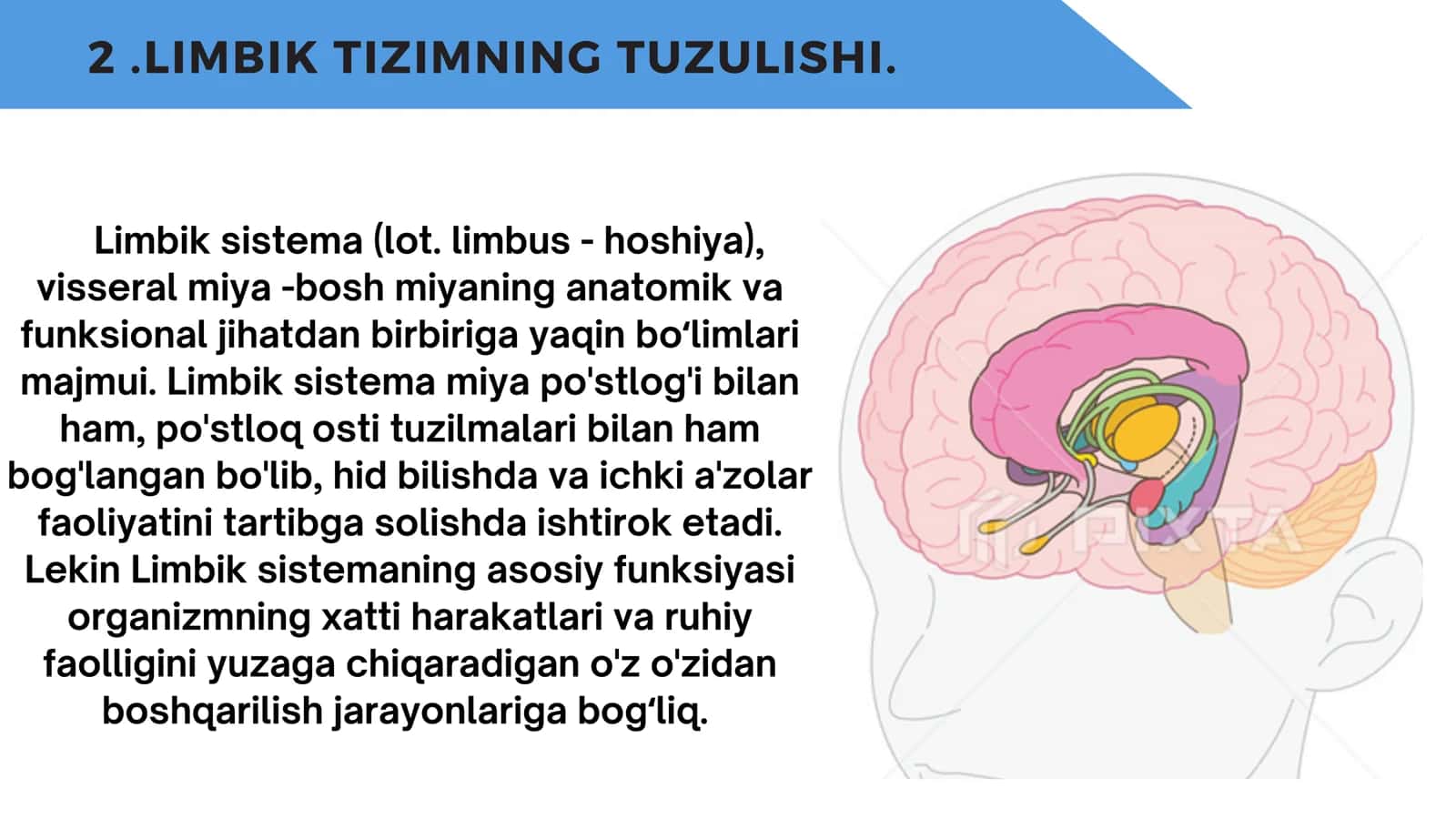 LIMBIK TIZIM VA UNING GENEZI 3