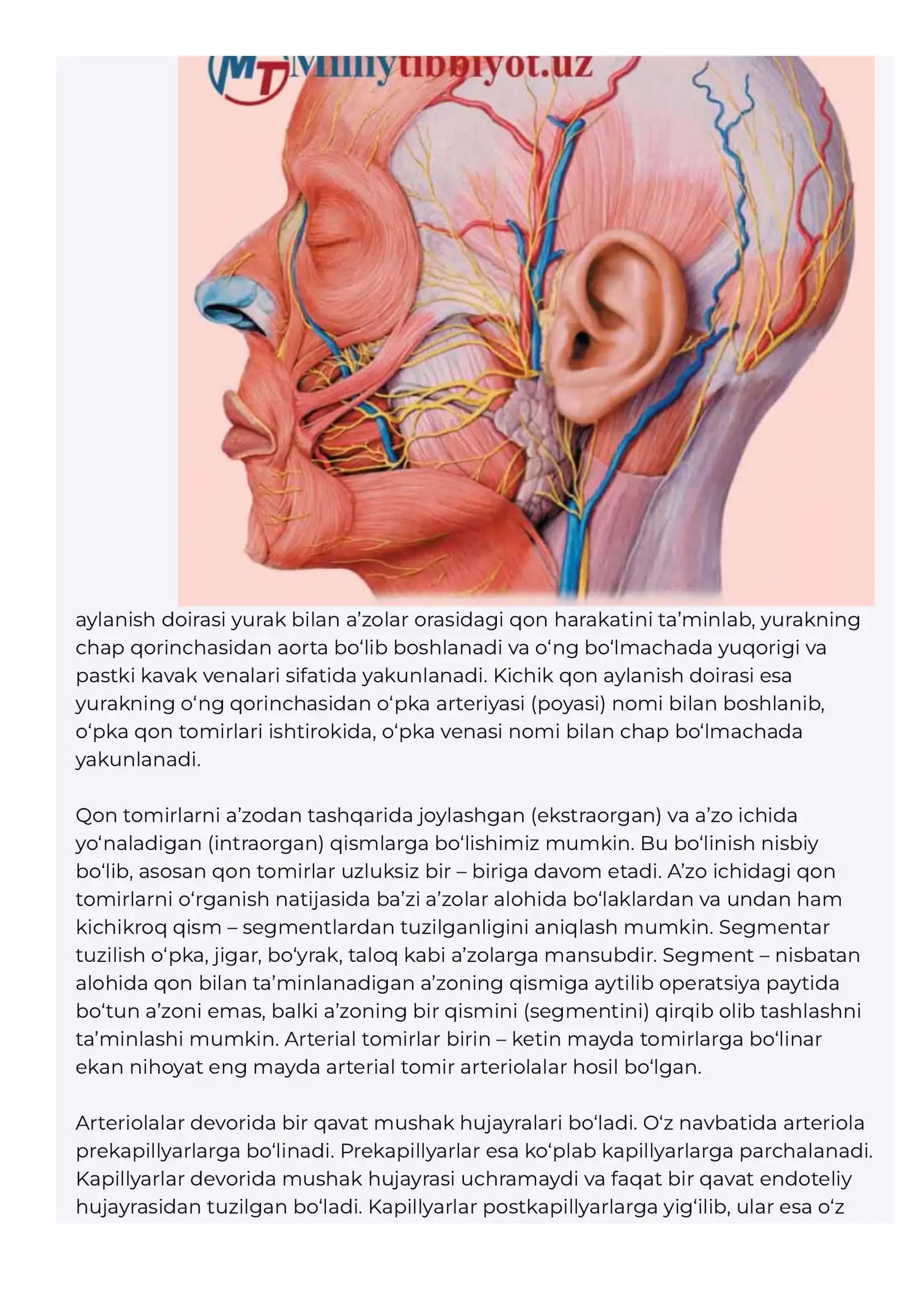 Angiologiya – qon tomirlar haqidagi fan Arteriyalarning tarmoqlanish qonuniyatlari 3