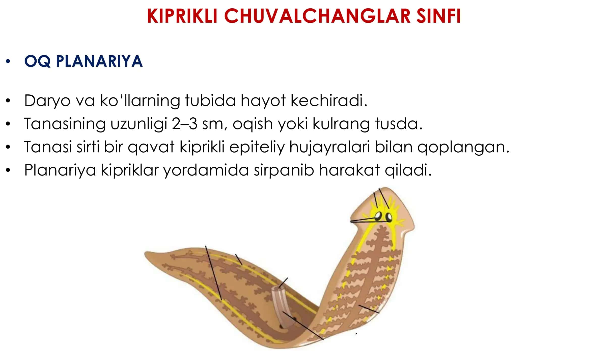 Zoologiya 3-dars: Yassi va To’garak Chuvalchanglar 3