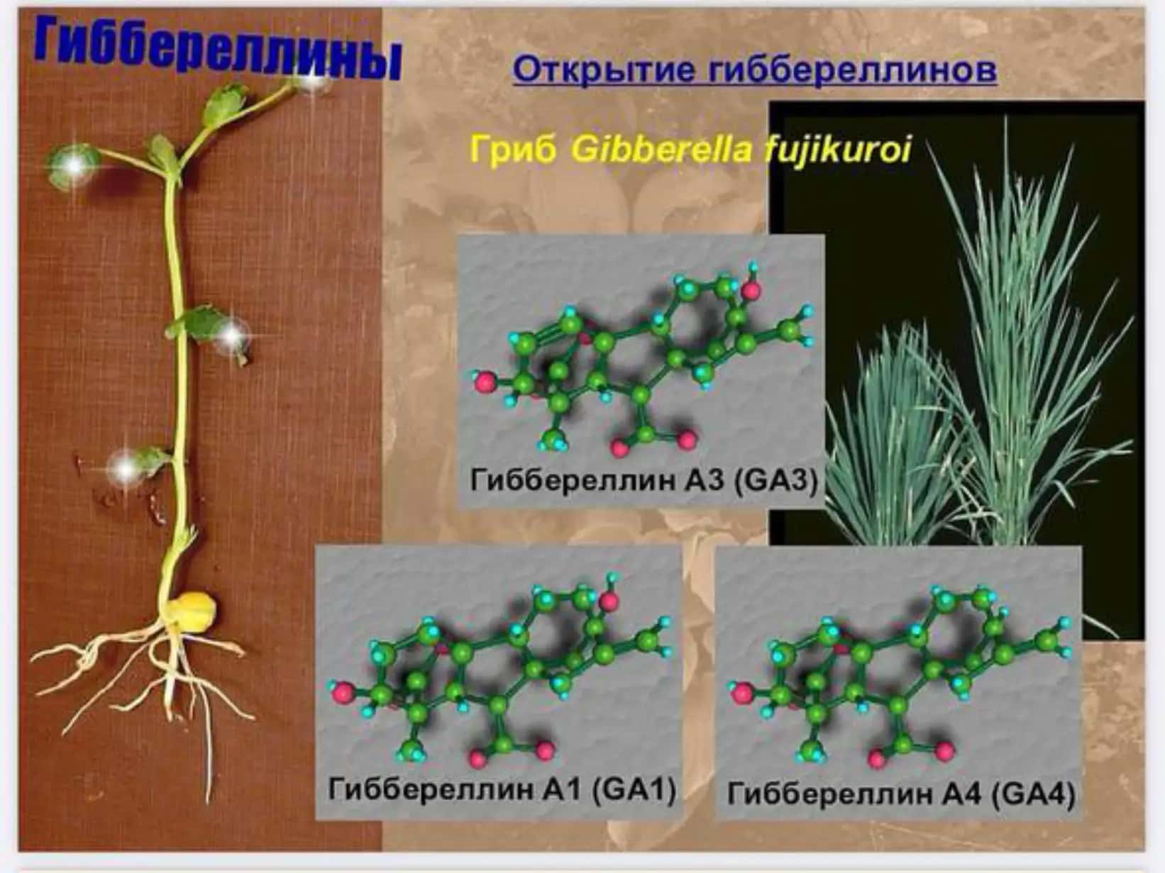 ПРАКТИЧЕСКОЕ ИСПОЛЬЗОВАНИЕ АУКСИНОВ И ГИББЕРЕЛЛИНОВ В РАСТЕНЕВОДСТВЕ 3