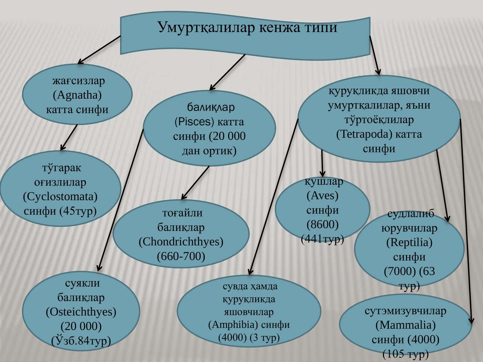 Умуртқалилар кенжа типи 3