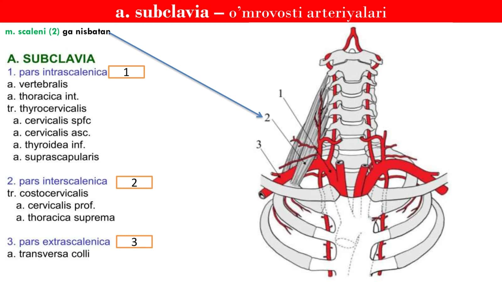 Angiologiya Arteriyalar 3