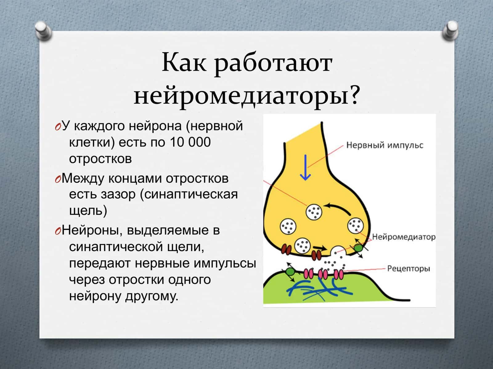 Нейромедиаторы 3