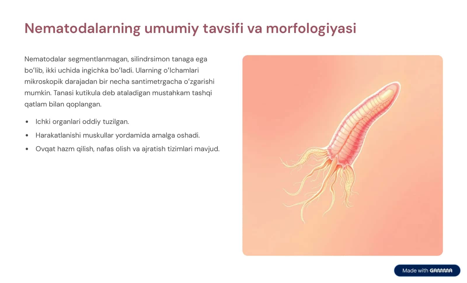 Nematodalar sinfi: Tavsifi va asosiy turlari 3