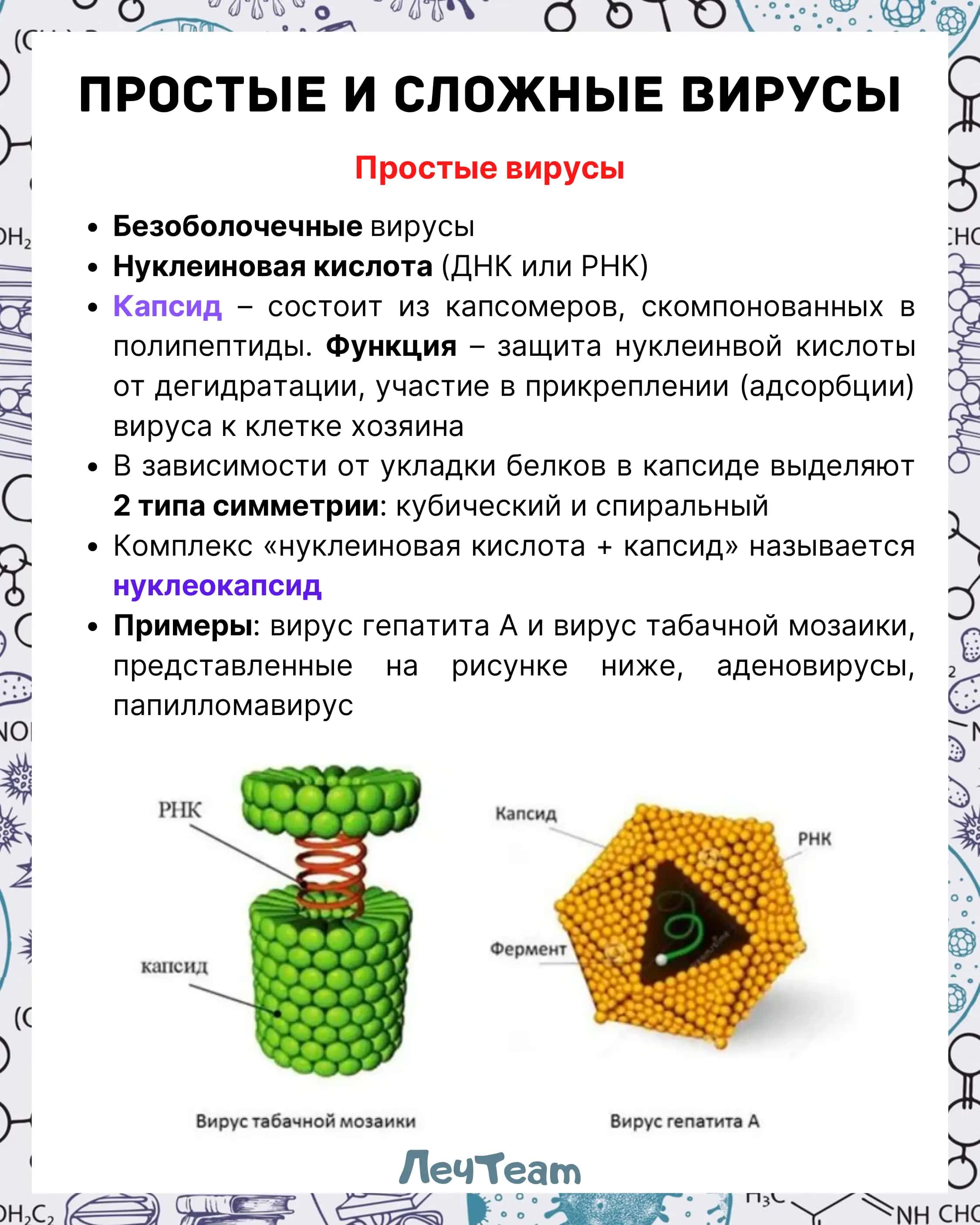 Строение вирусов 3