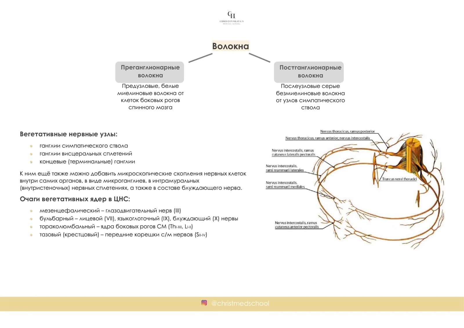 ИНТЕНСИВ ПО ПЕРИФЕРИЧЕСКОЙ НЕРВНОЙ СИСТЕМЕ 3