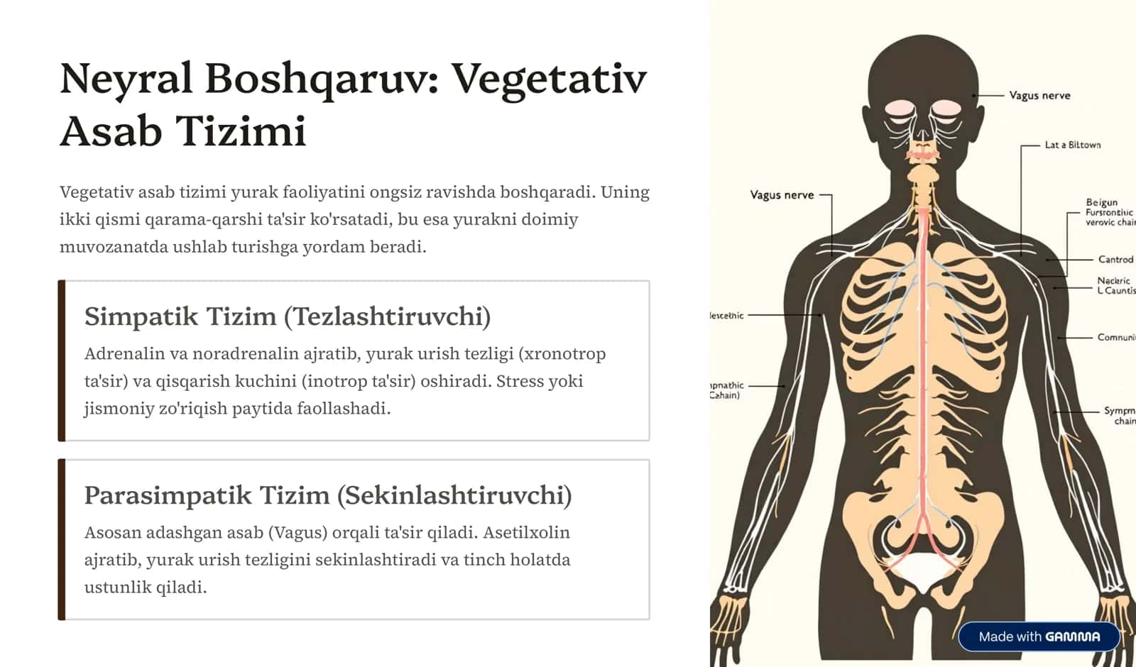 Yurak Faoliyatining Neyrogumoral Regulyatsiyasi 3