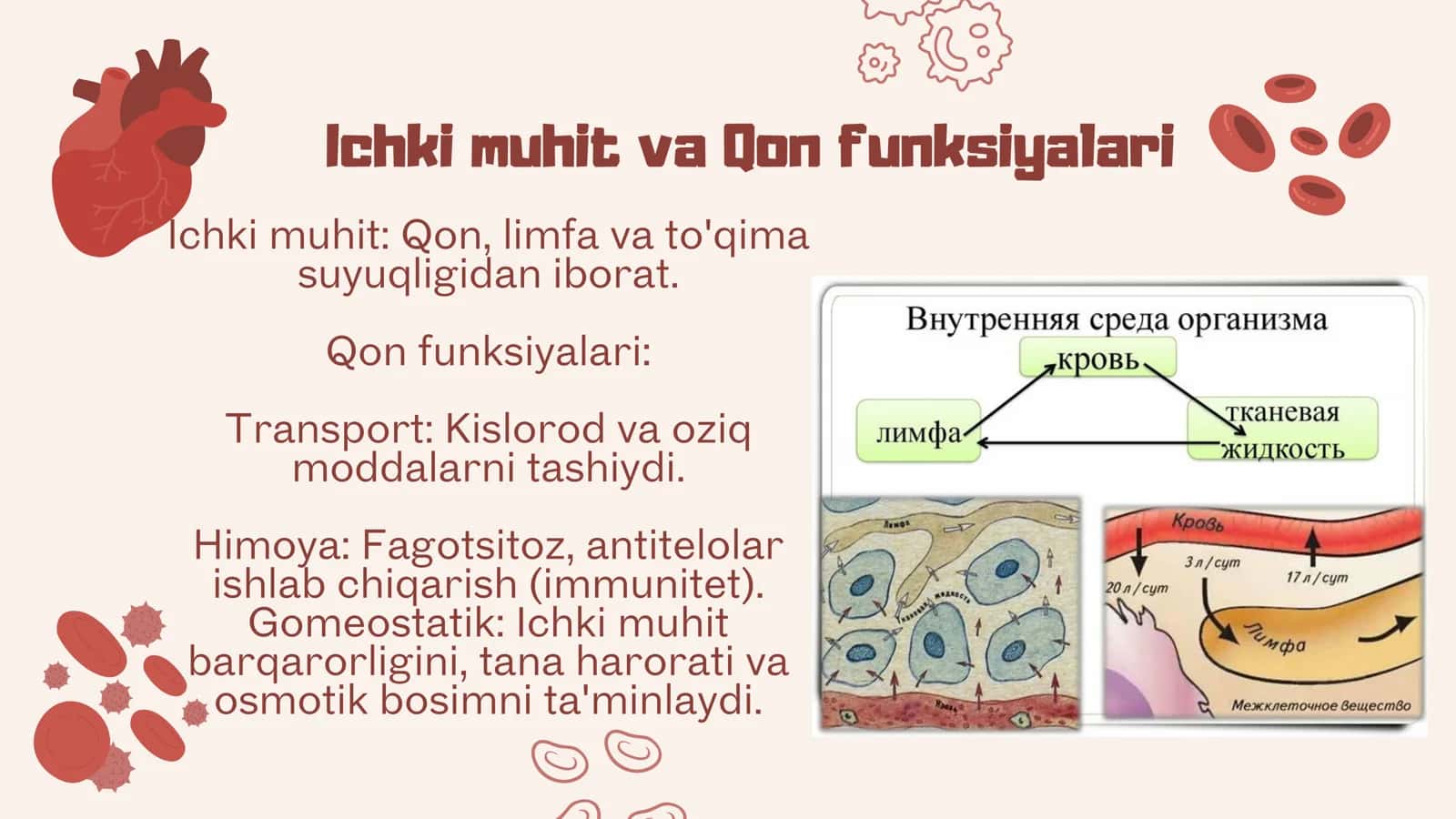 Qon va limfa.Qon shaklli elementlarini mikroskop ostida identifikatsiya qilish.Gomopoez va uning bosqichlari 3