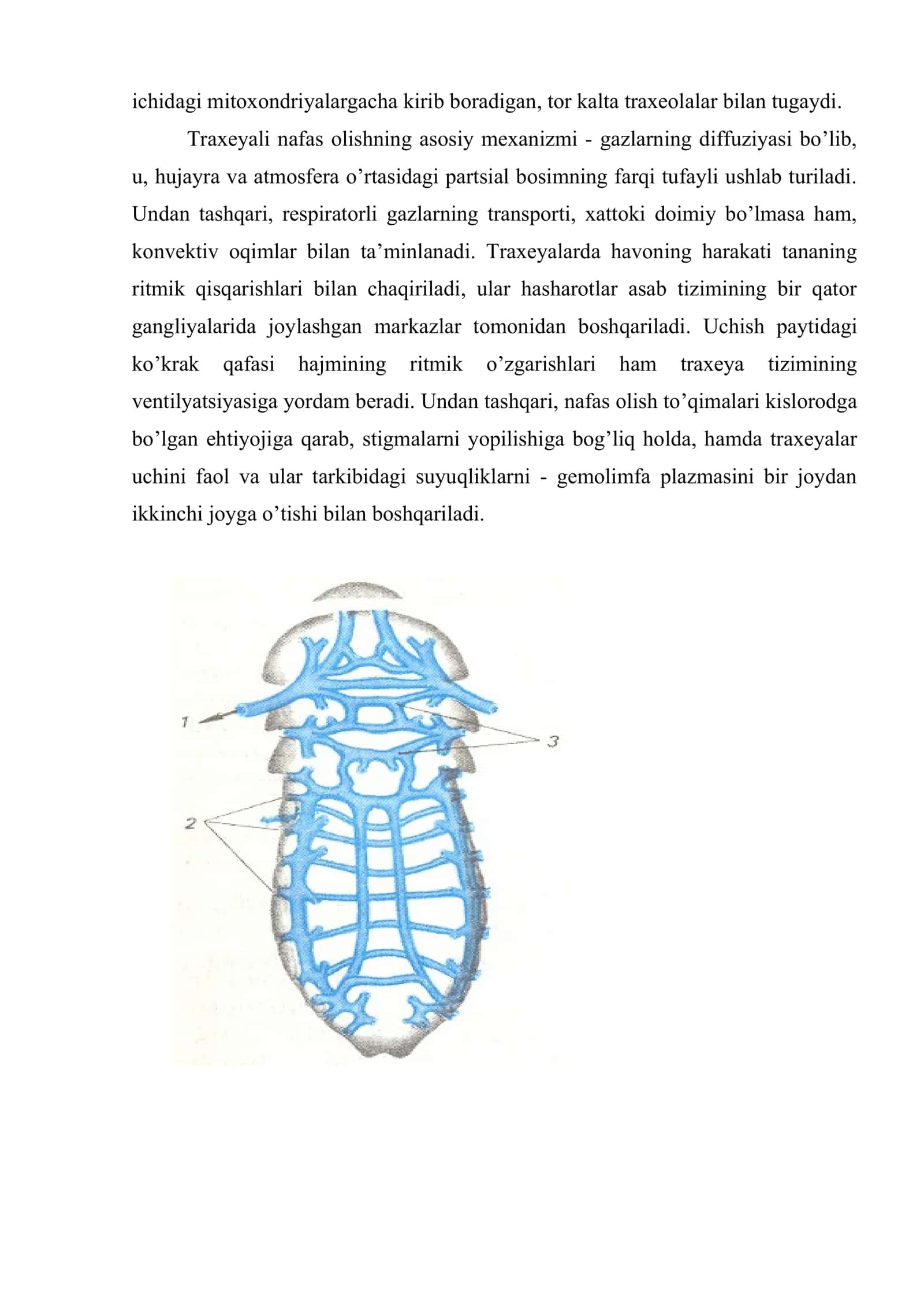 Nafas olish fiziologiyasi 3