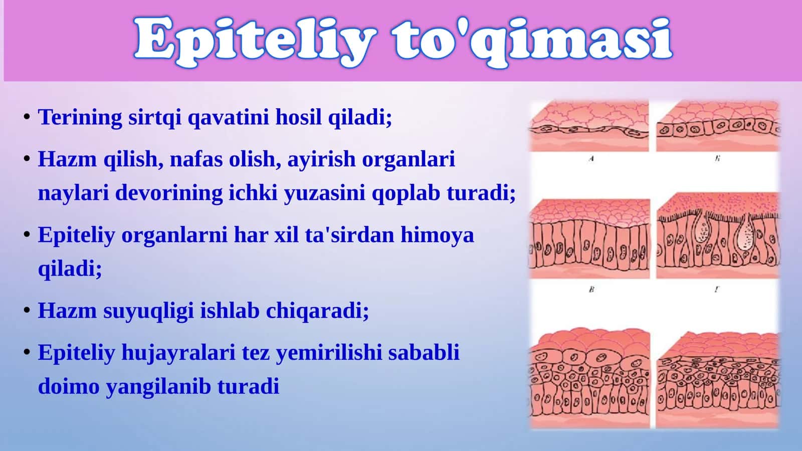 8-Sinf Biologiya: “To‘qimalar, Organlar va Organizm” 1 Soatlik Taqdimot 3