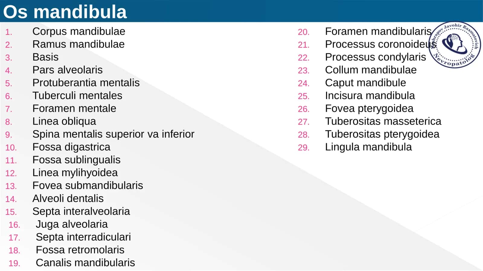 Yuqorigi va pastki jag anatomiyasi 3