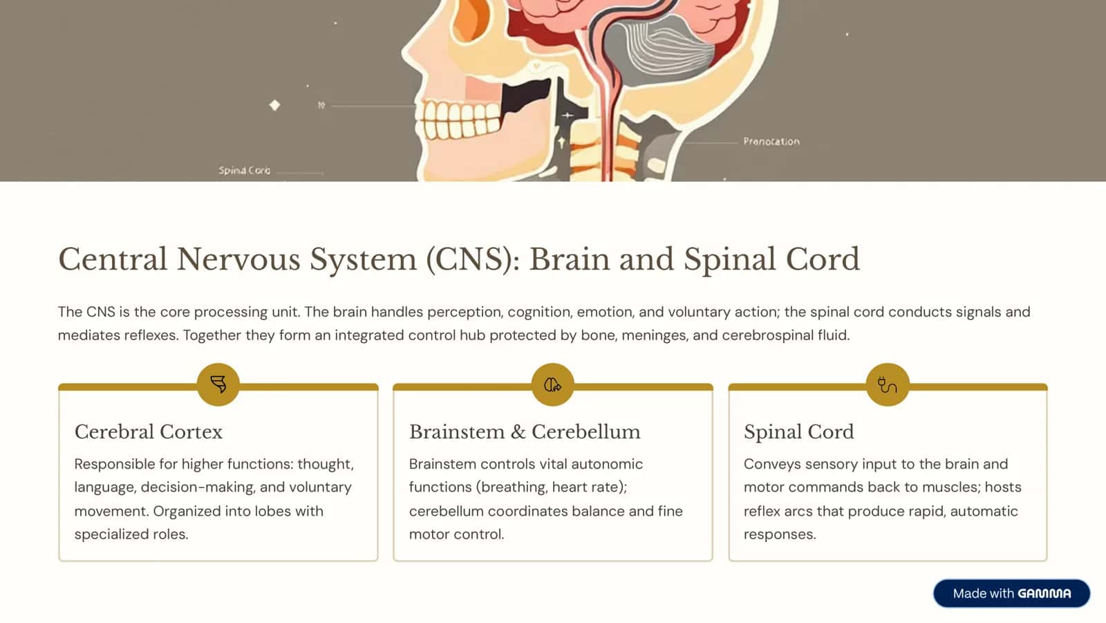 Anatomy of the Nervous System: A Journey to the Body's Control Center 3