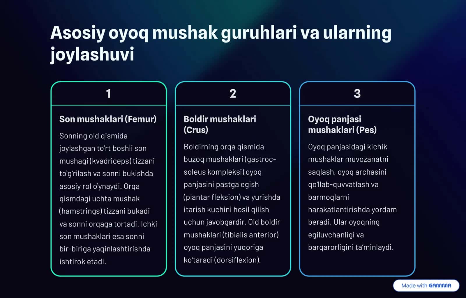 Oyoq mushaklarining umumiy anatomiyasi 3
