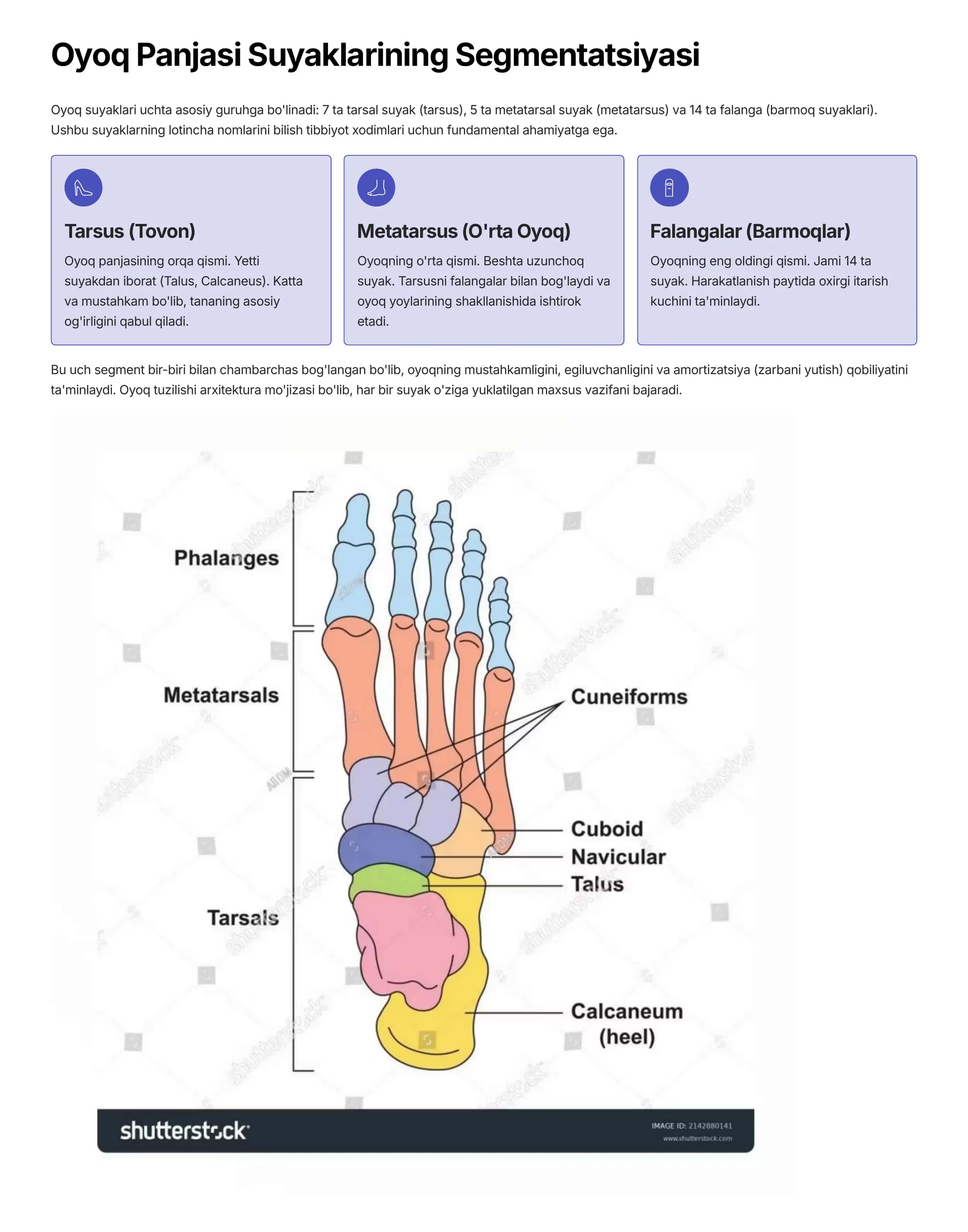 anatomiya fanidan oyoq suyaklari mavzusu uchun prezentatsiya 3