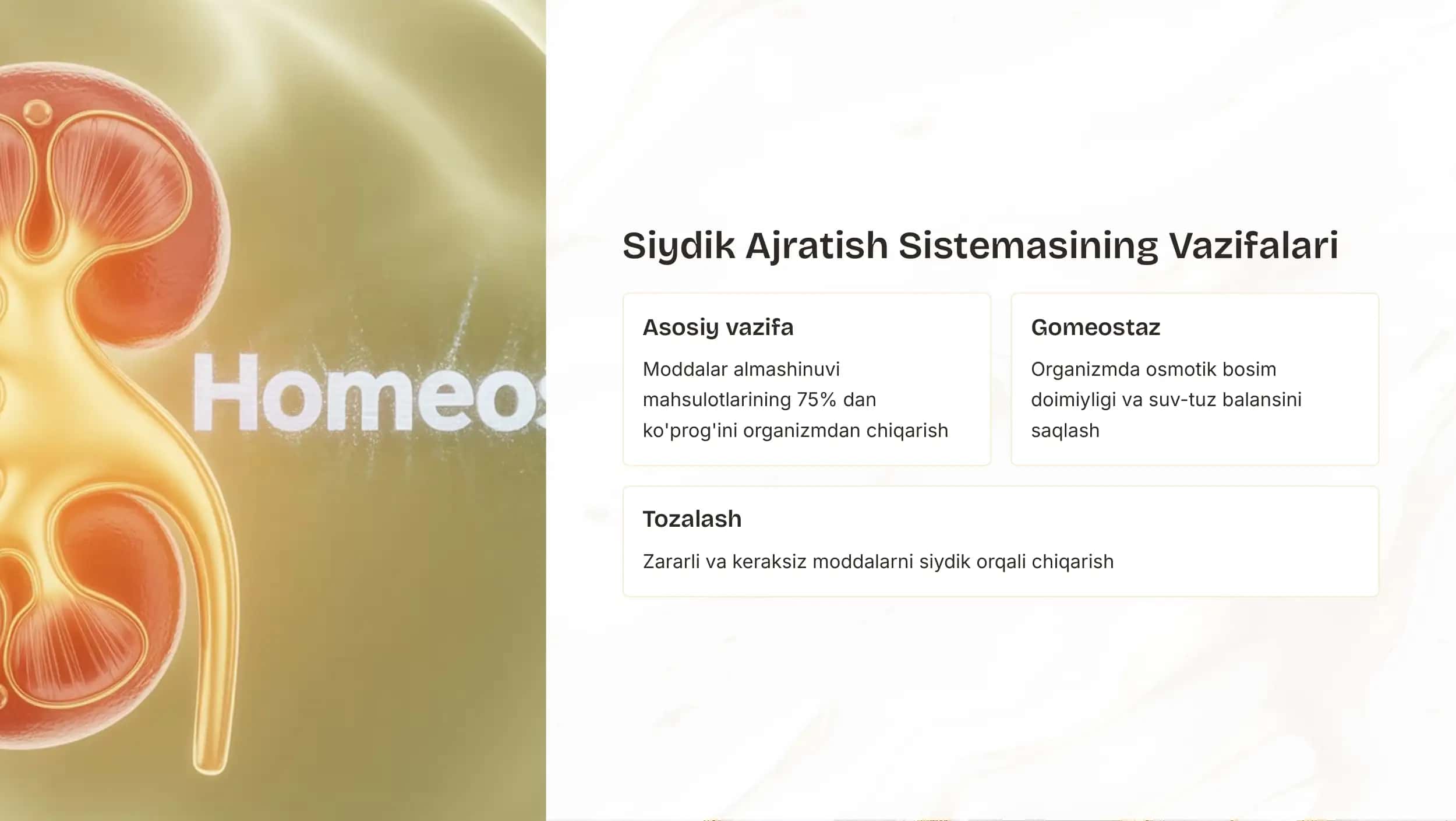 Siydik Ajratish Organlarining Tuzilishi 3
