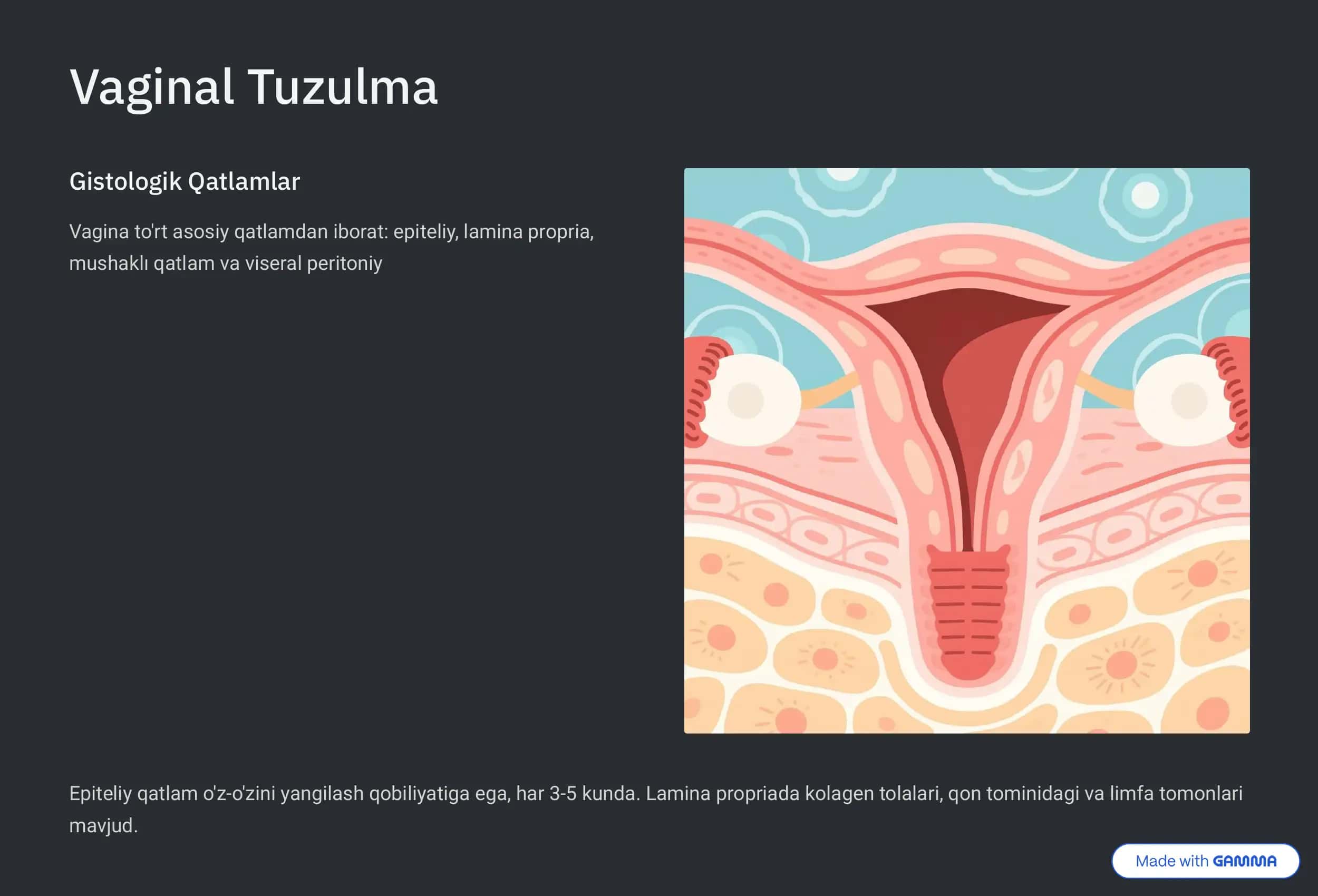 Ayollar Jinsiy A'zolari Gistologik Tuzulishi 3
