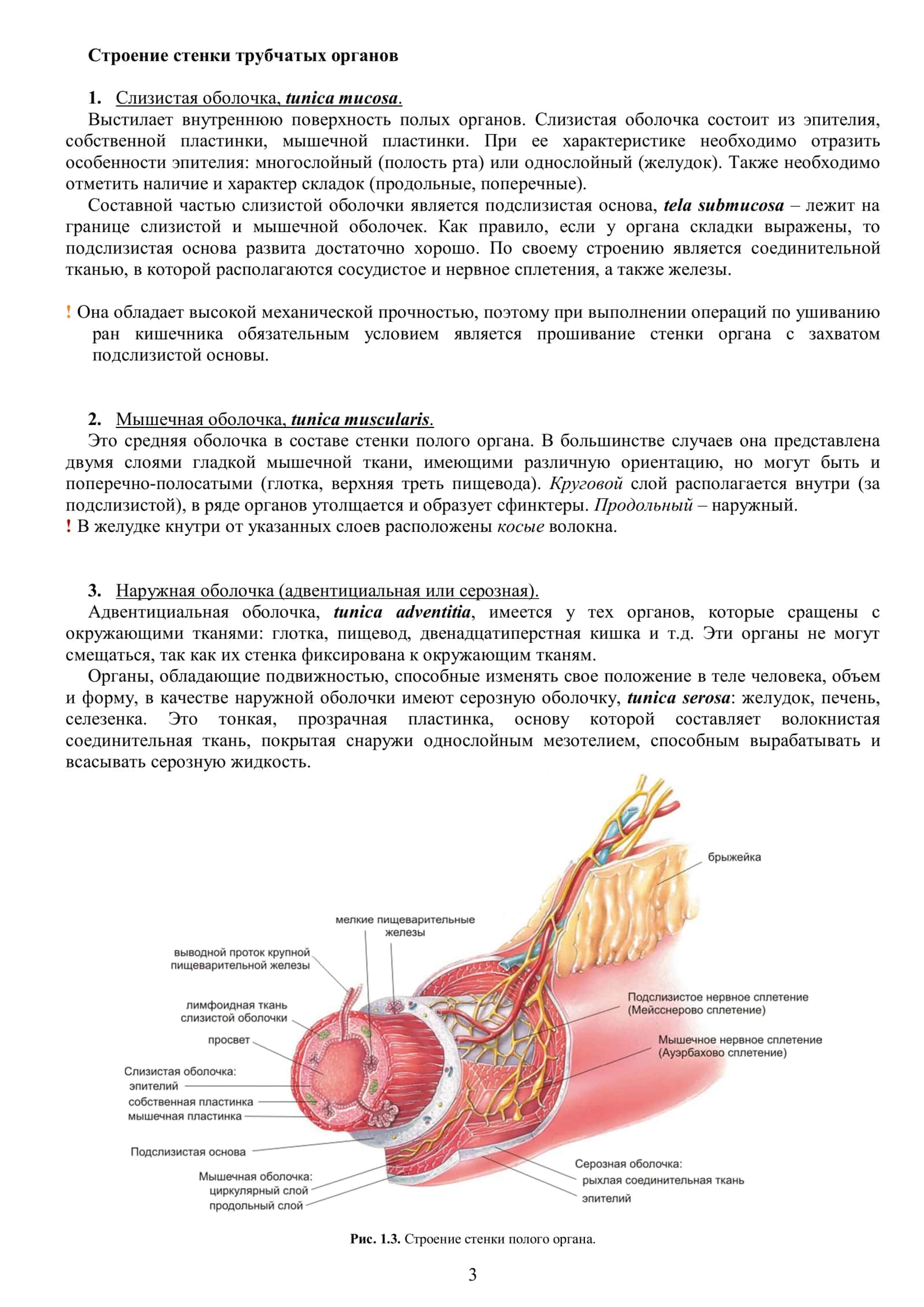 Общая анатомия внутренних органов. Системы внутренних органов 1 3