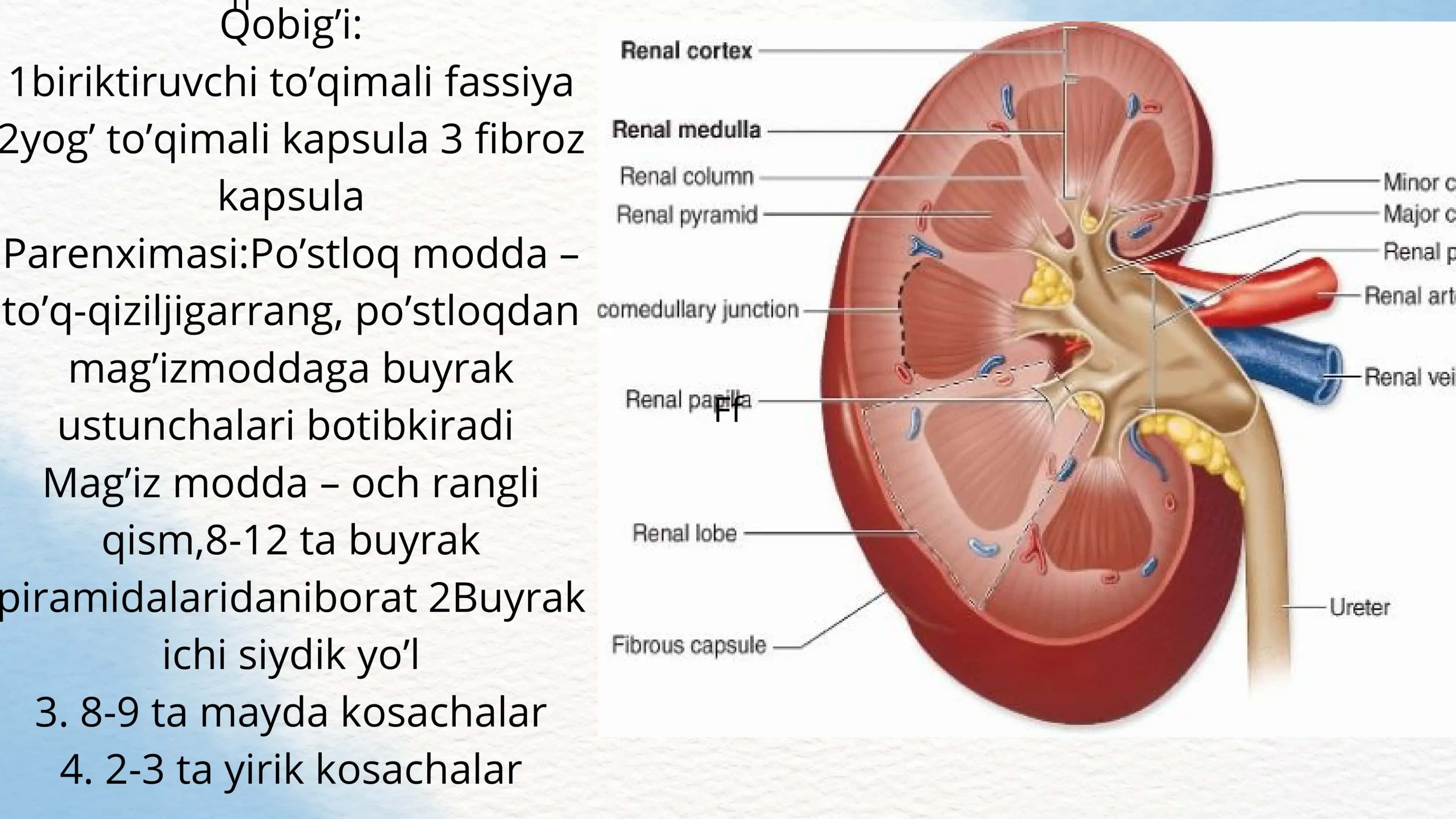 Ayiruv sistemasi,buyraklar 3