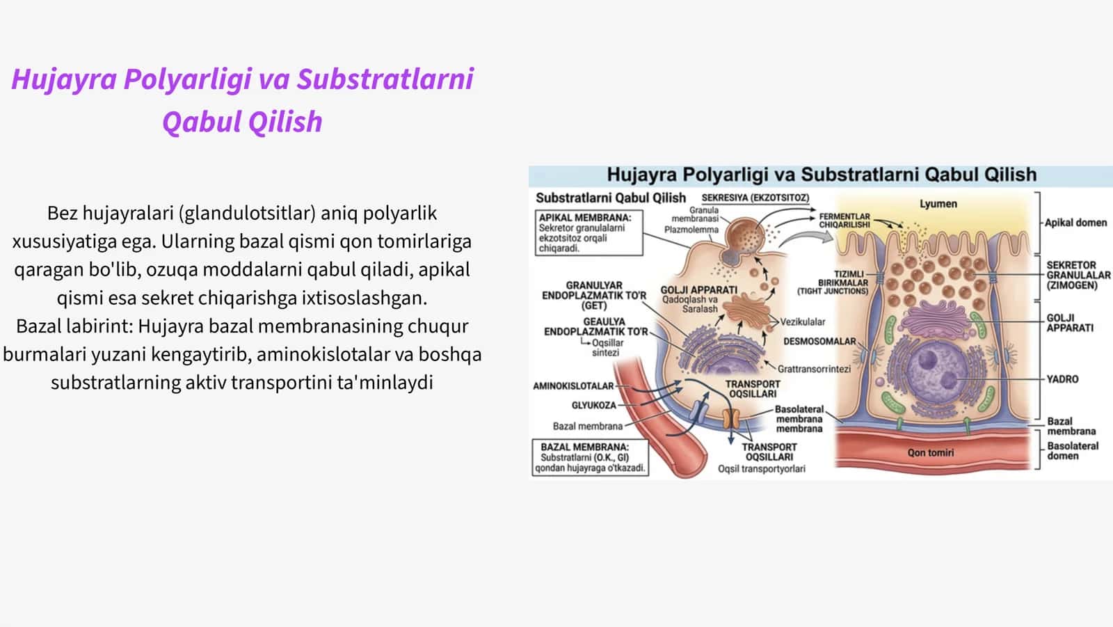 Bez sekretsiyasining ultrastruktura asoslari 3