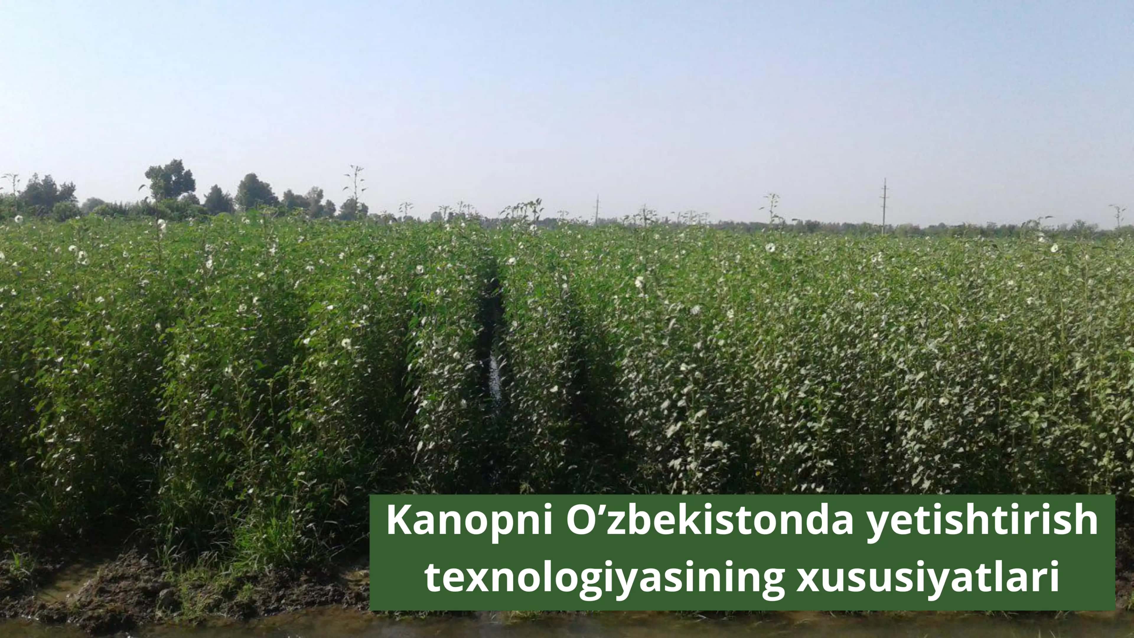 Tolali zig’ir yetishtirish texnologiyasi 3