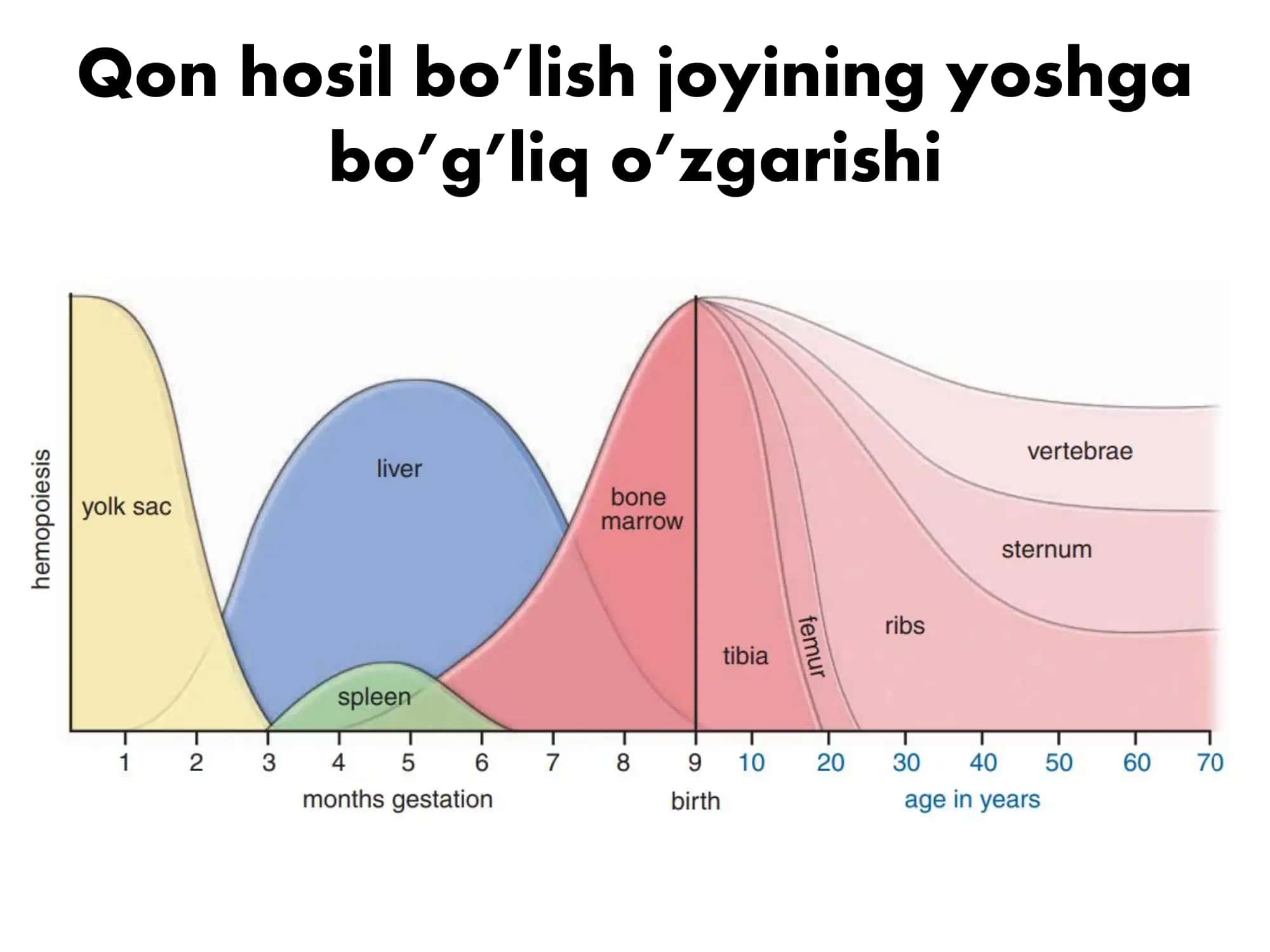 Gistologiya 3
