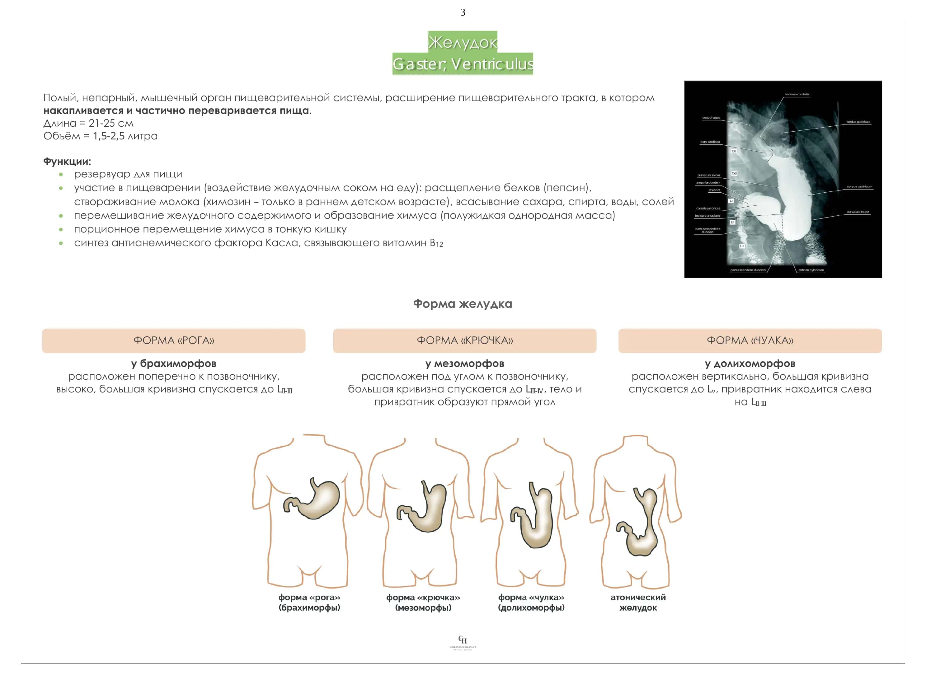 Желудок 3